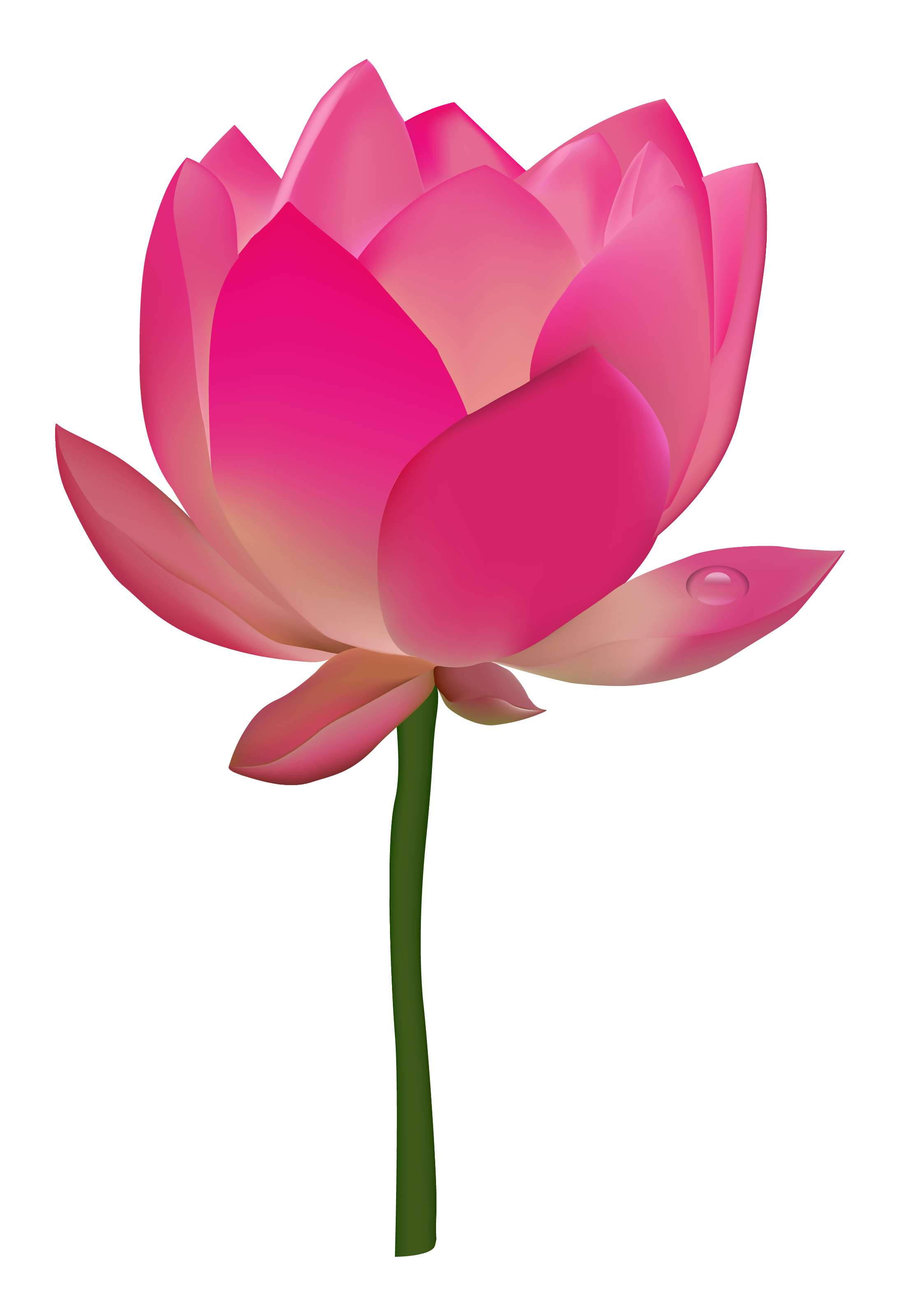 lotus flower graphic png