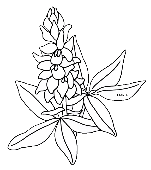 United states clip art. Clipart flower bluebonnet