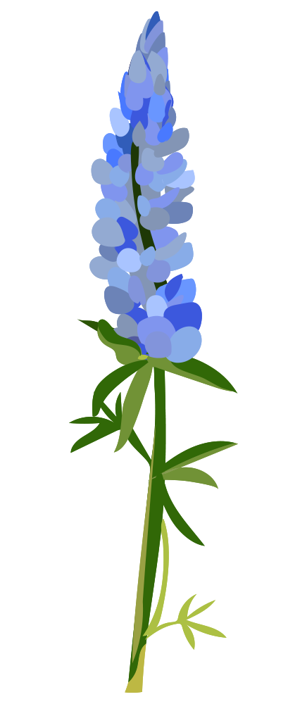flower clipart bluebonnet. 