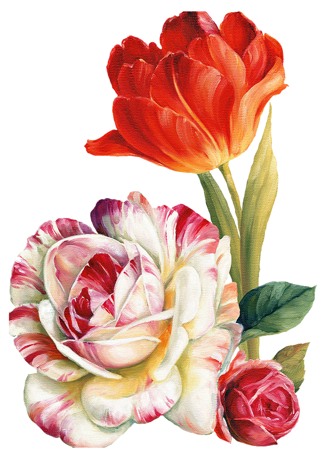 peonies clipart painted
