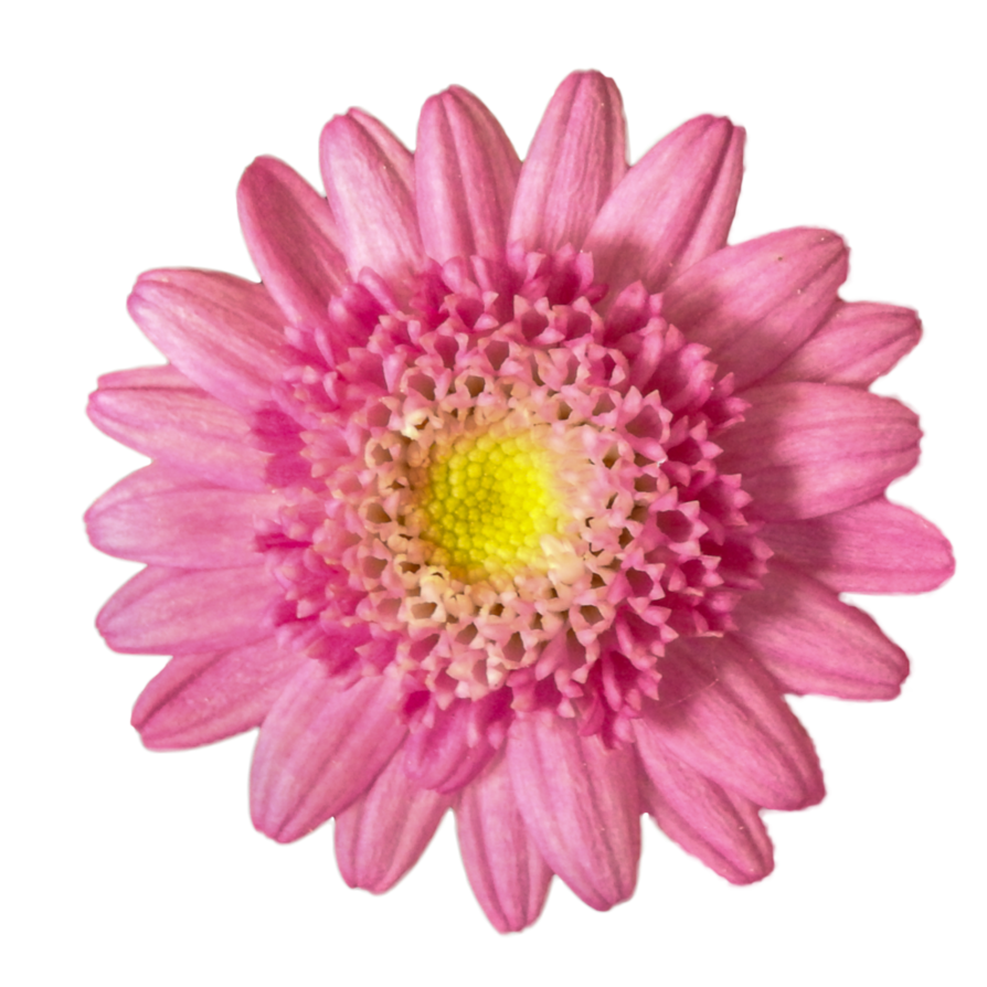Clipart flower camera. Pink png by bunny