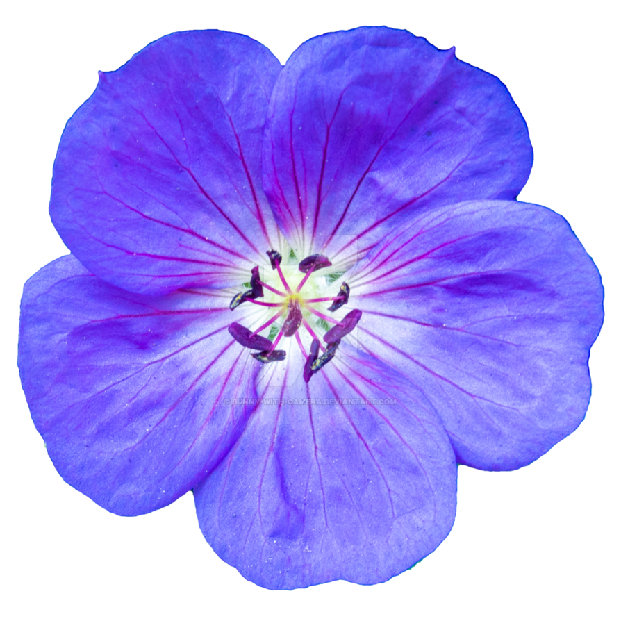 Purple png by bunny. Clipart flower camera