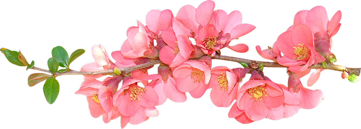 Clipart rose blossom.  flower cute sprig