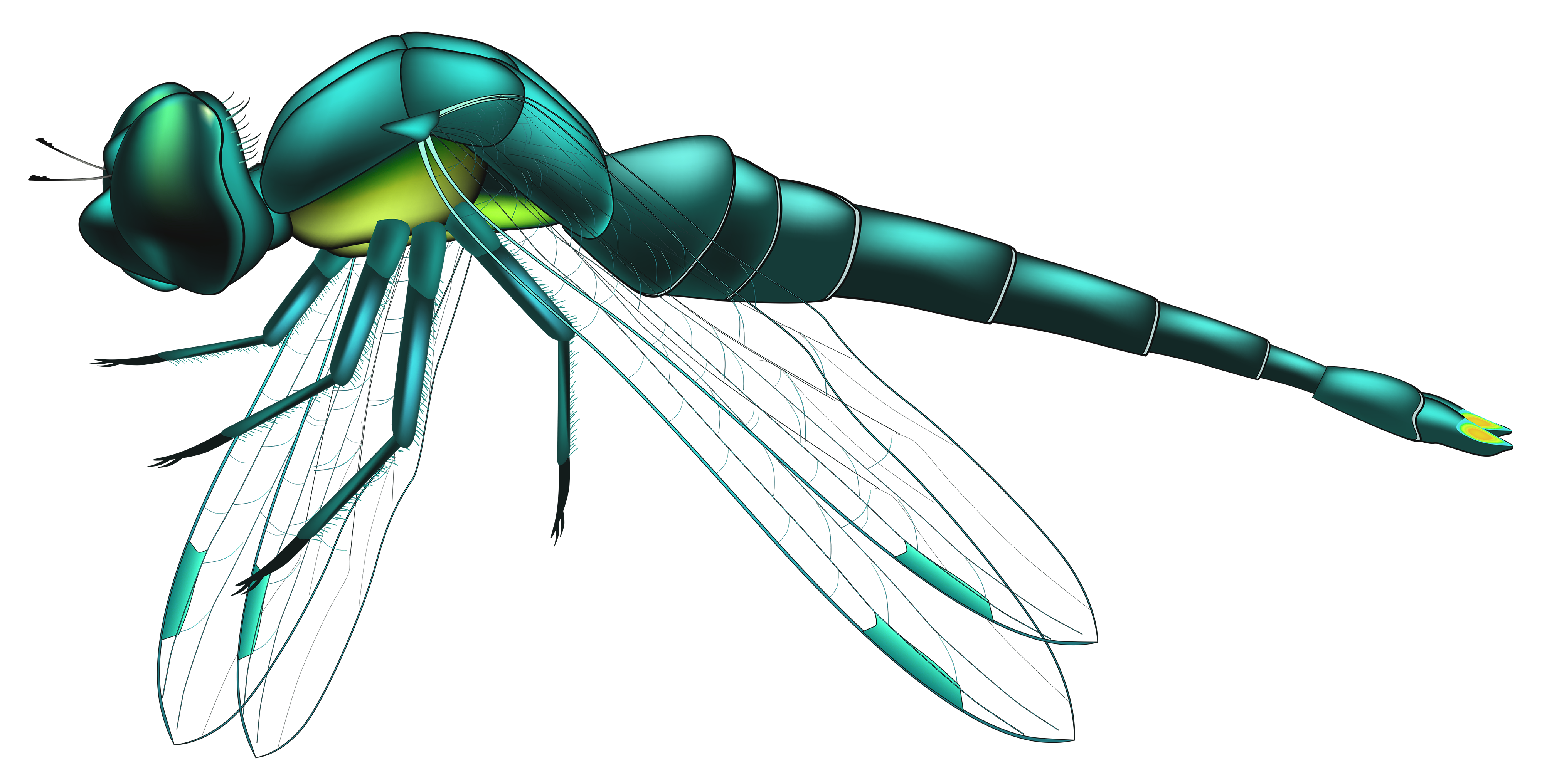 Blue png clip art. Dragonfly clipart insect