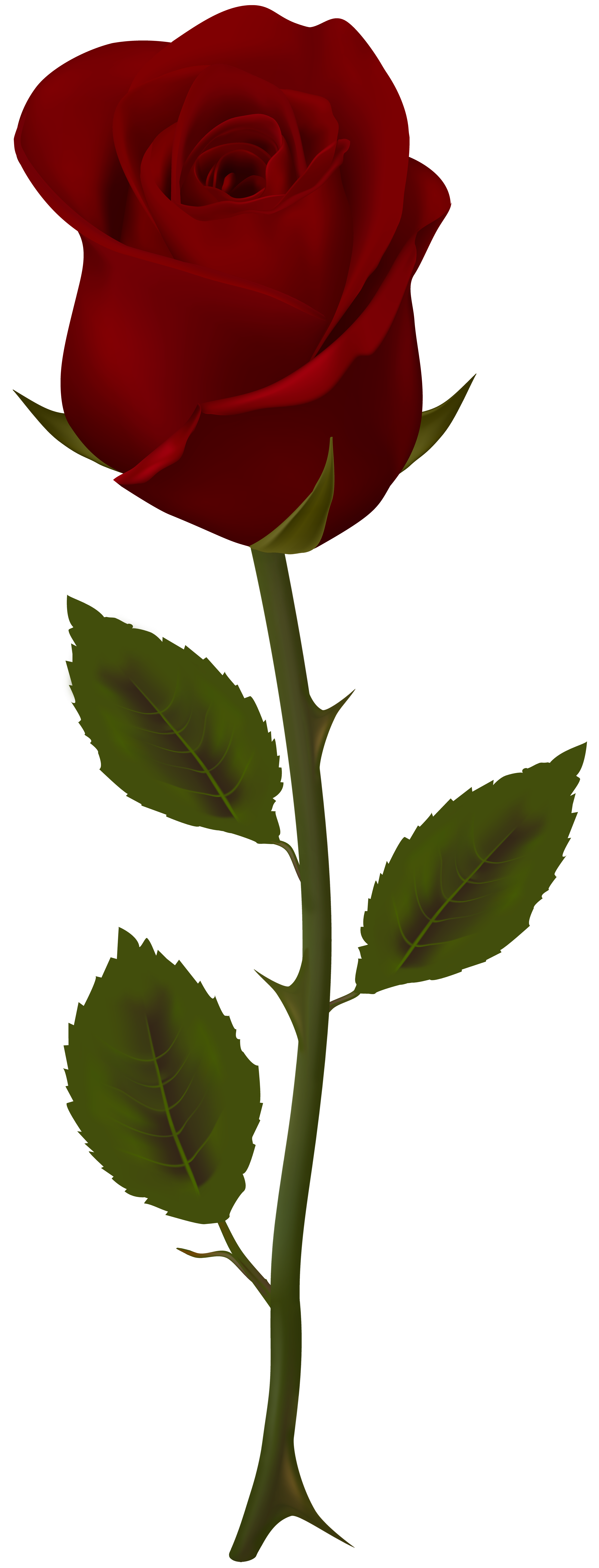 Dark red rose transparent. Flowers clipart stems