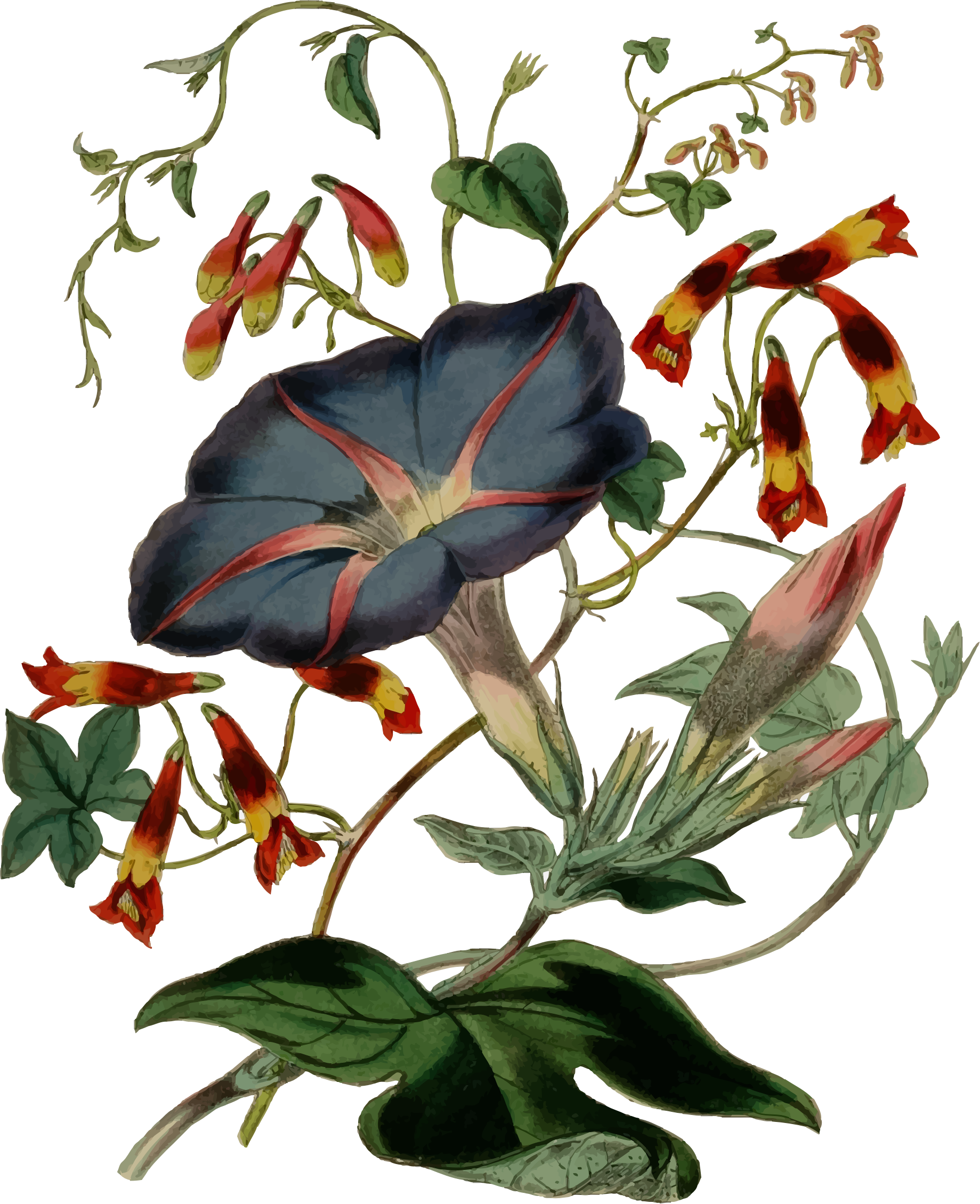 clipart flower illustration