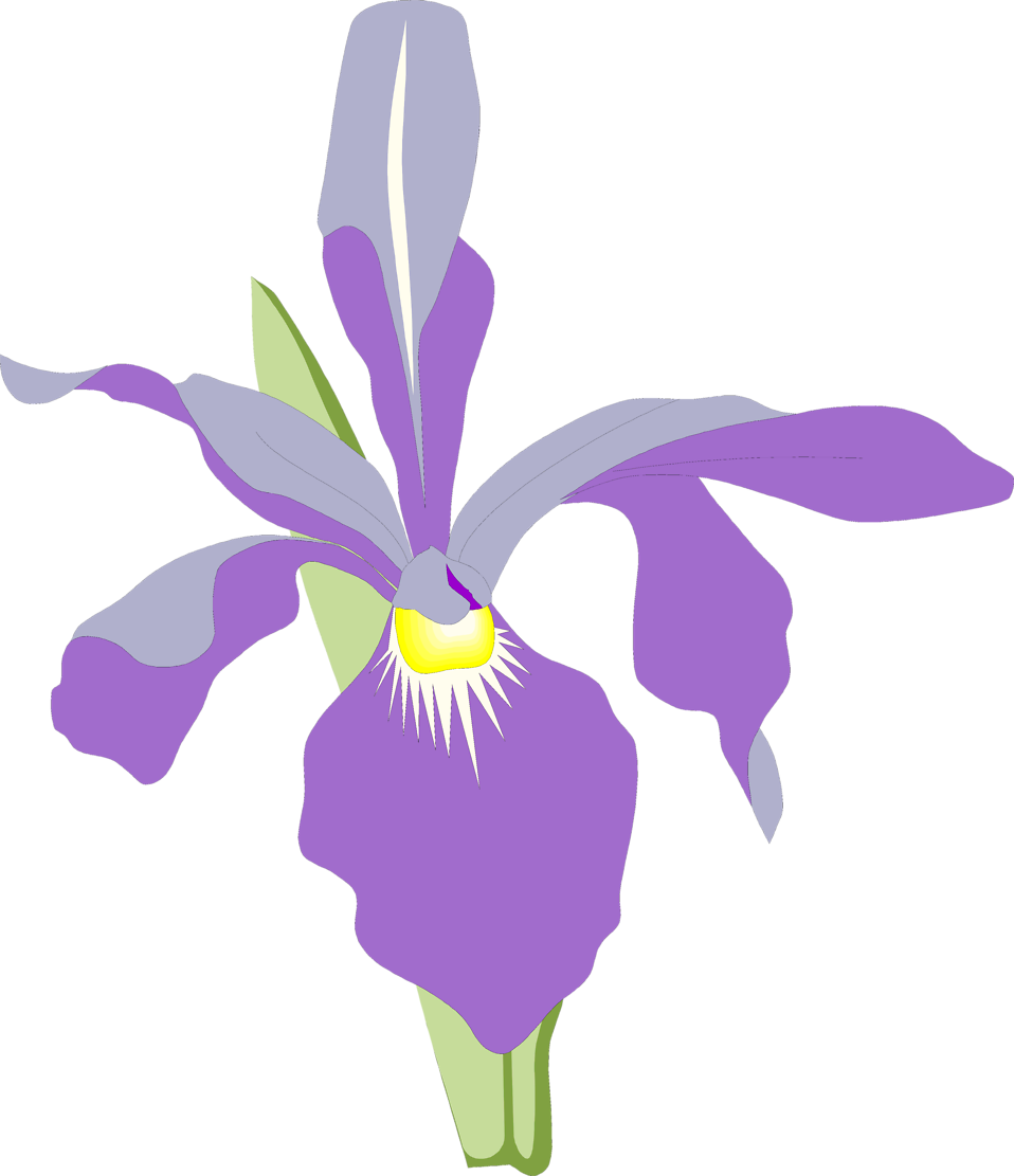 floral clipart orchid