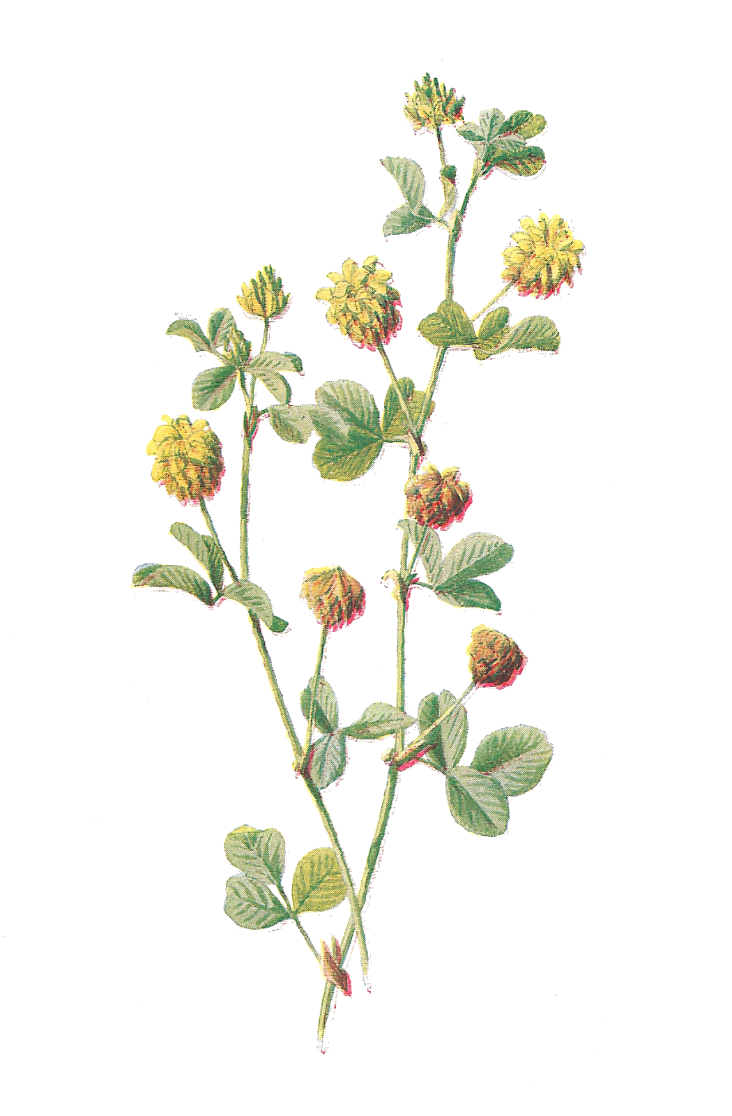 flowers clipart illustration