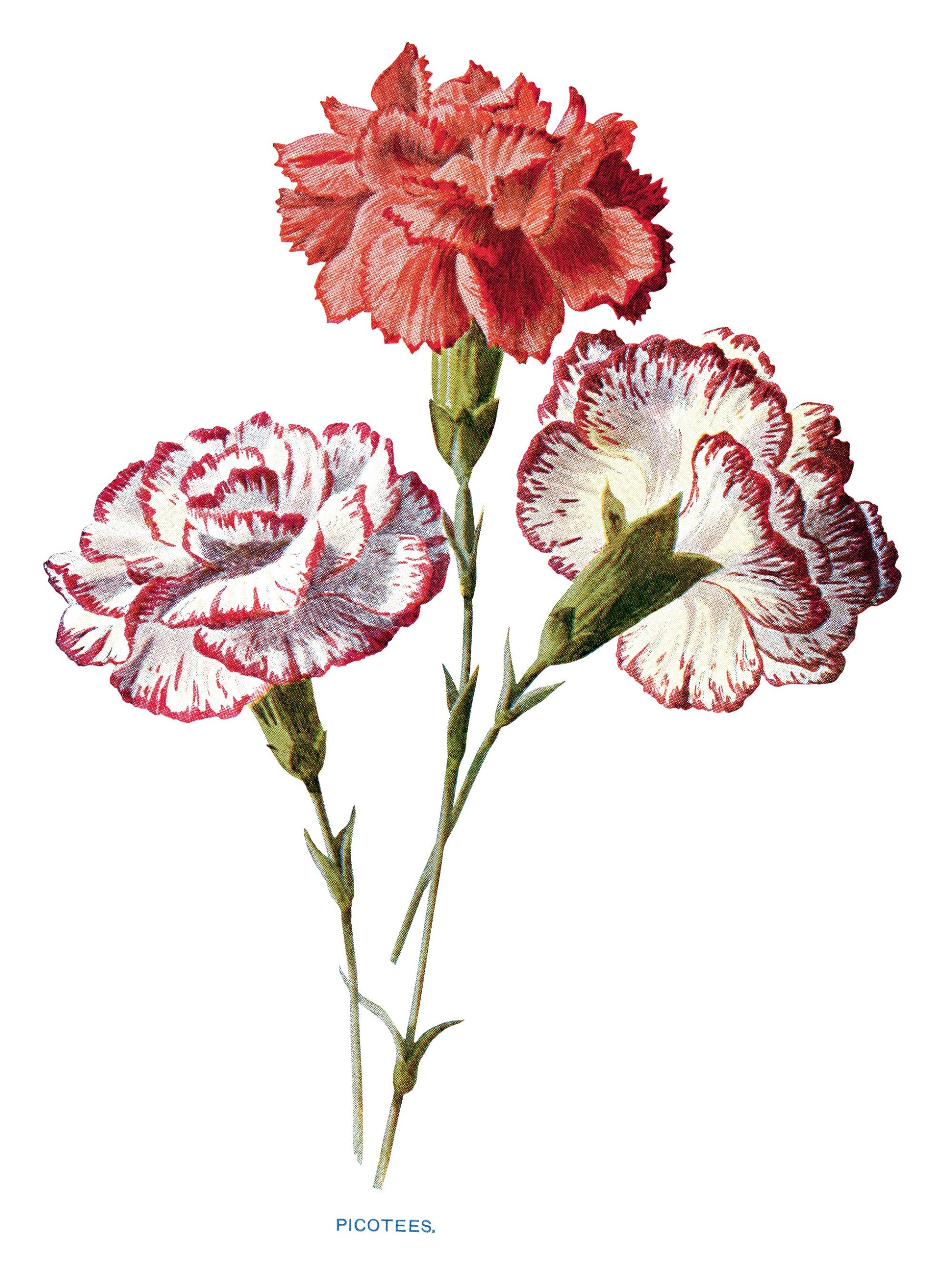 flower clipart illustration