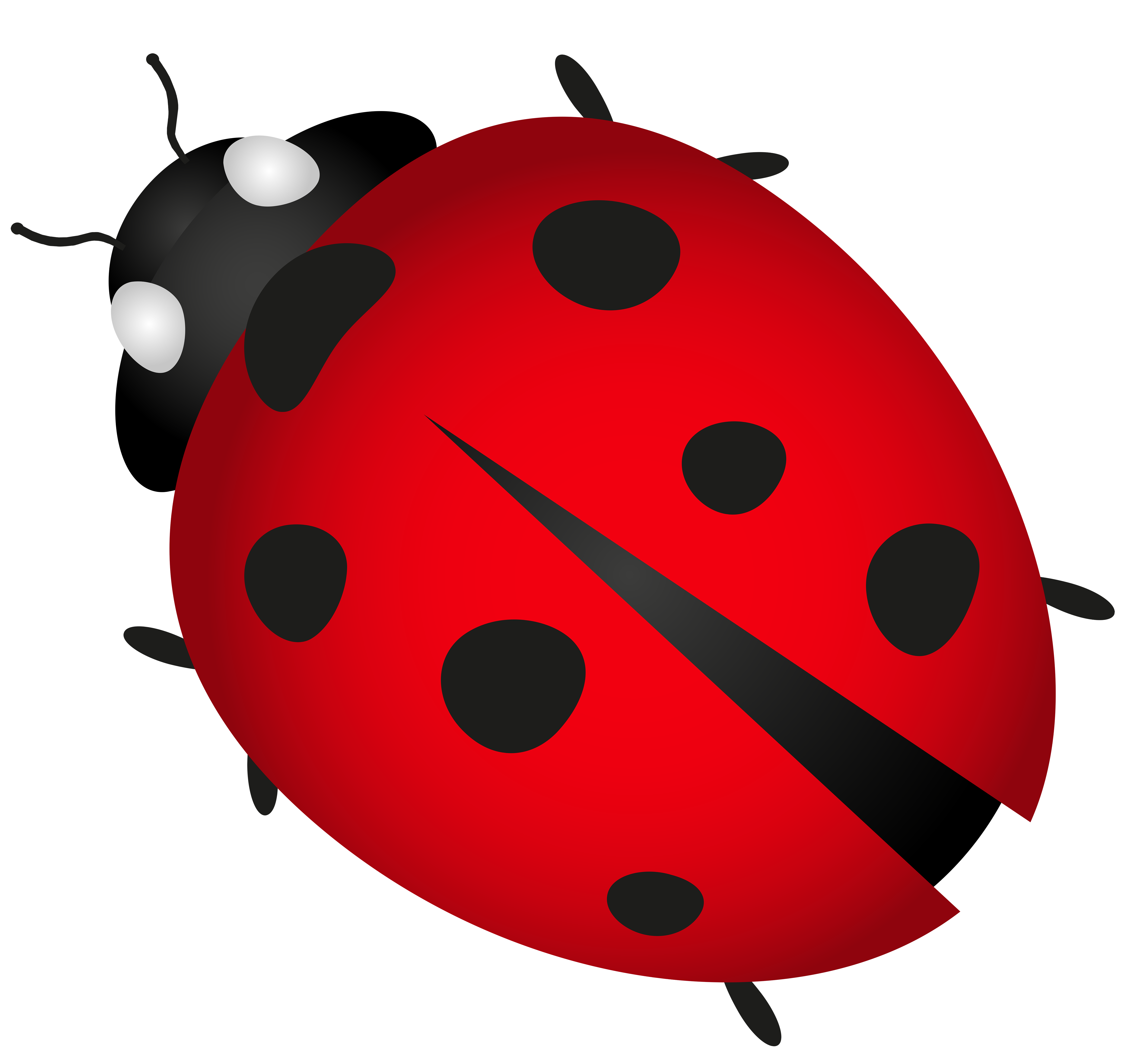Insect clipart spring. Lady bug transparent png