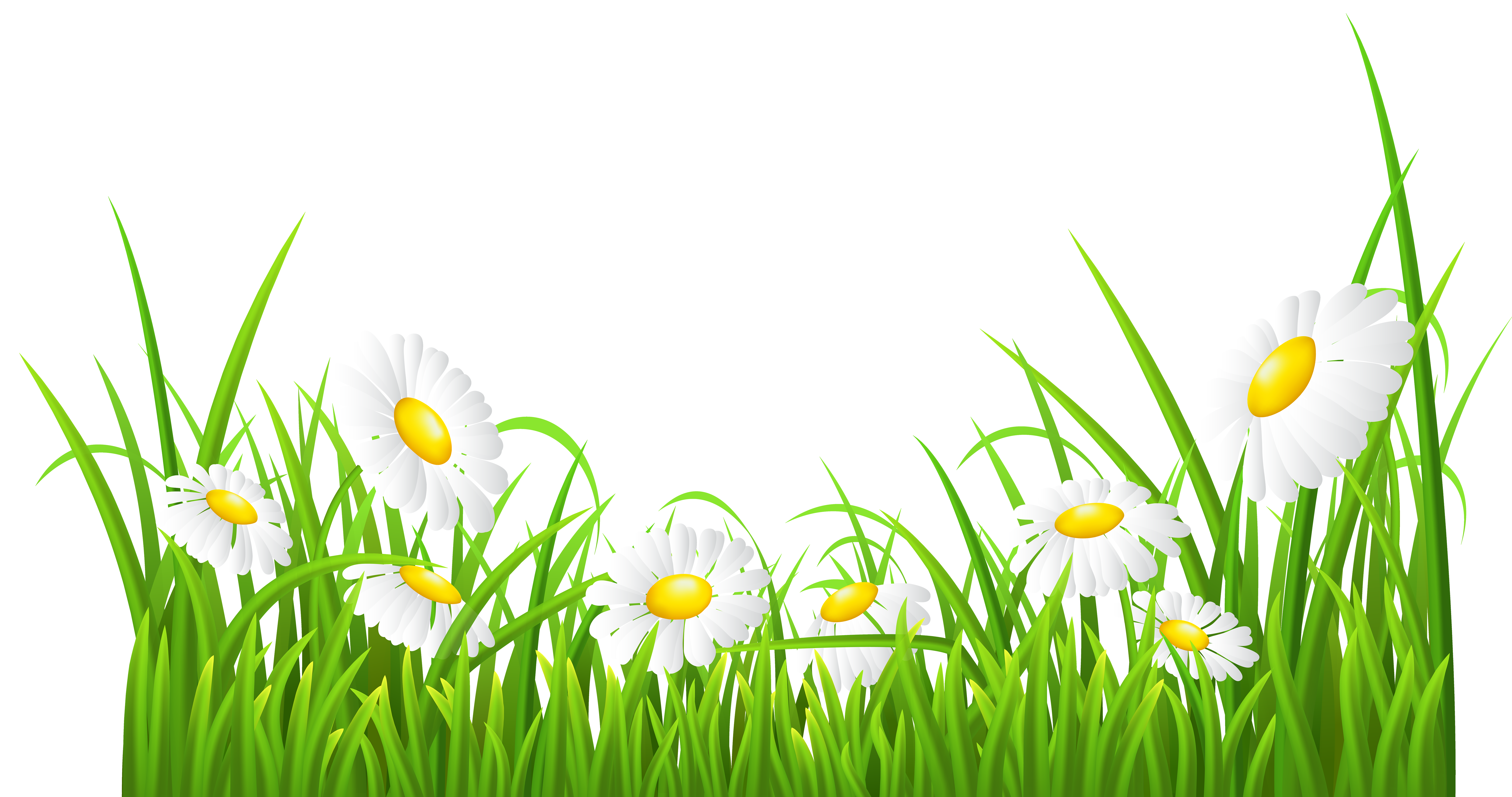 Clipart rock lawn. White daisies and grass