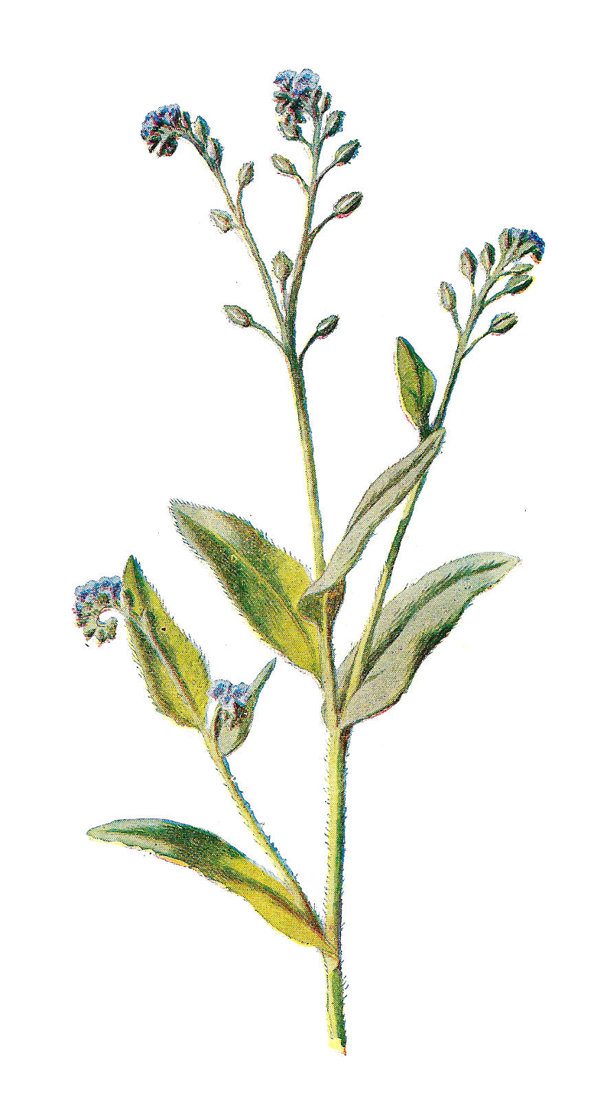 Wild flower png. Wildflowers transparent images pluspng