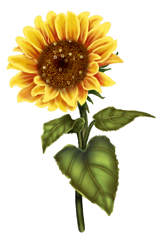floral clipart sunflower