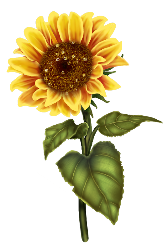 Free Free 182 Transparent Vector Sunflower Svg SVG PNG EPS DXF File