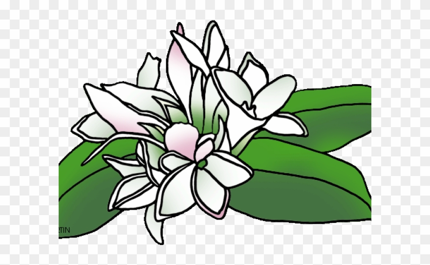 Mayflower clipart daisy flower, Mayflower daisy flower