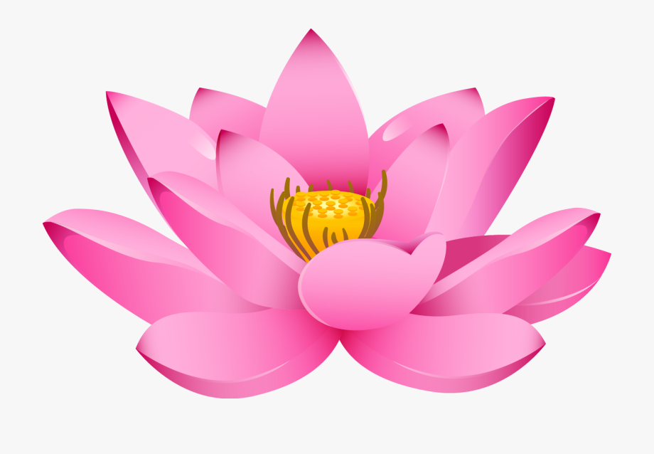 Lotus clipart nelum, Lotus nelum Transparent FREE for