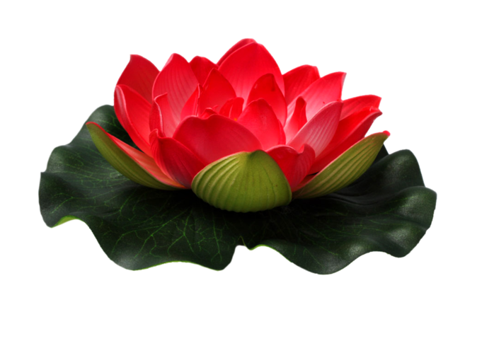 Lotus red lotus