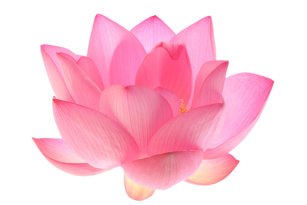Indian lotus png . Flower clipart nelum