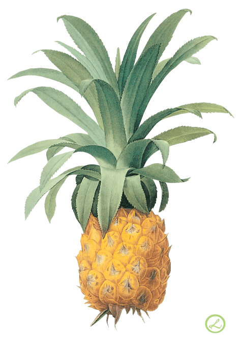 clipart flower pineapple