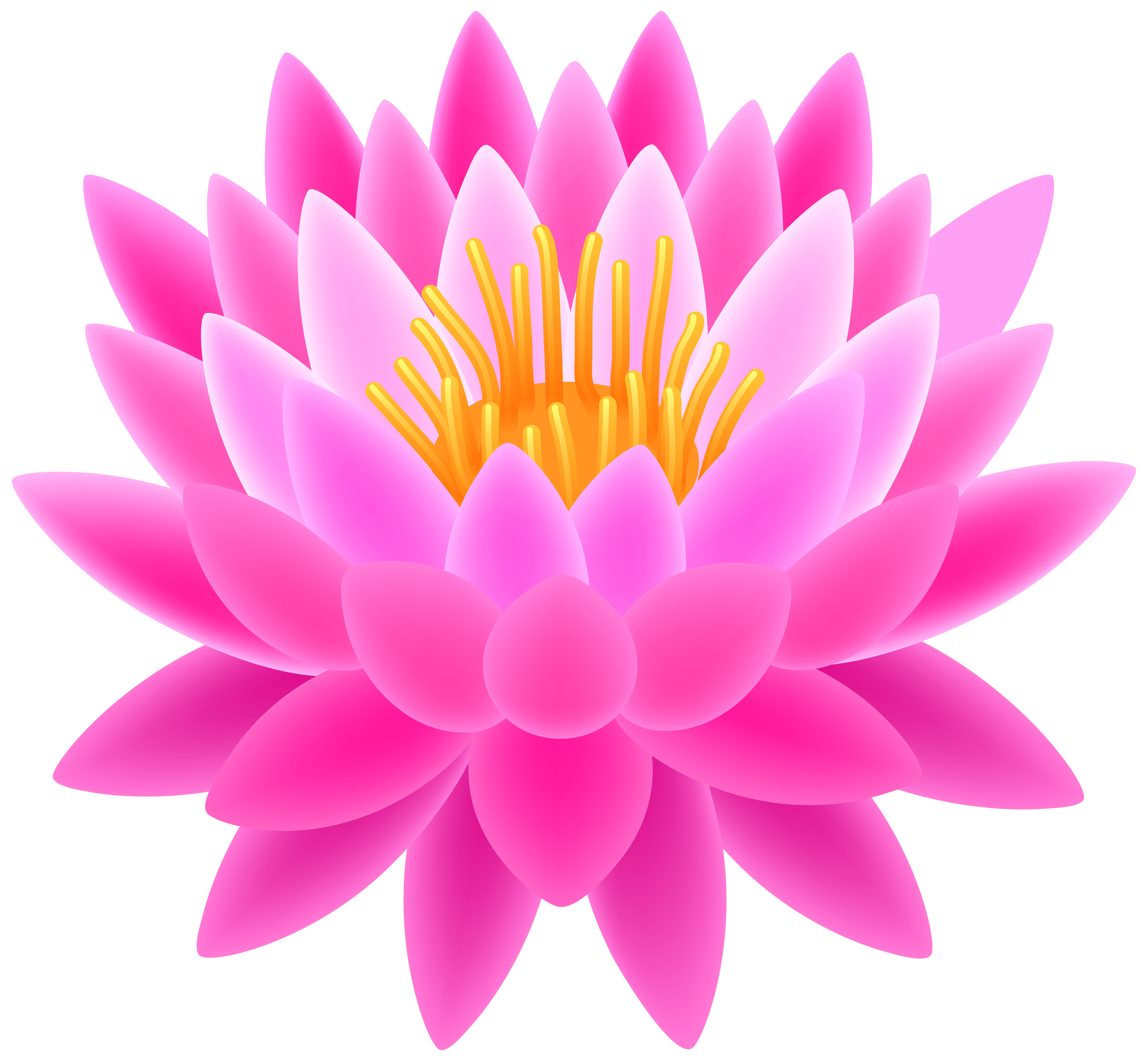 clipart flowers pink lotus