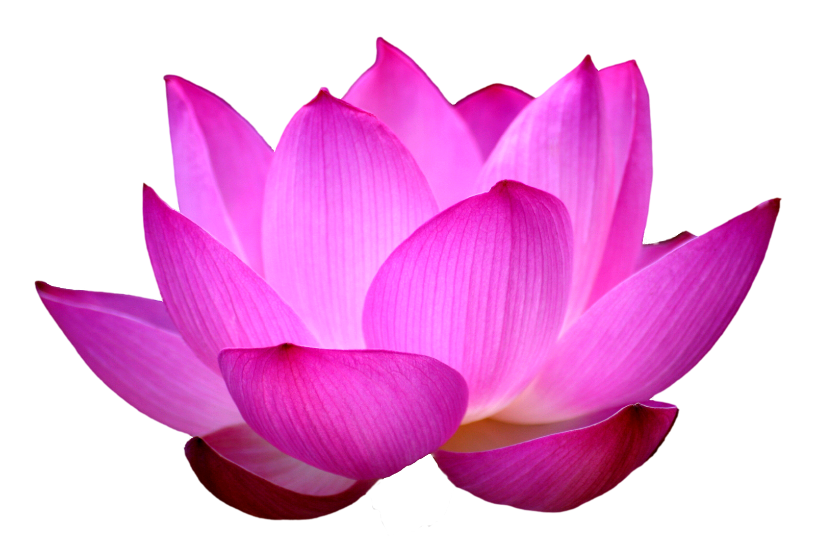 Lotus flower png. Images free download blue