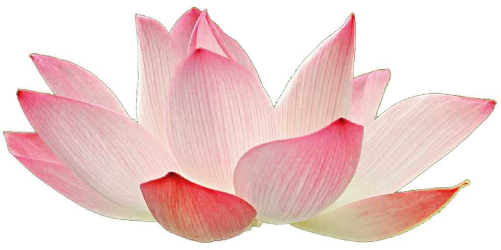 Light by jeanicebartzen on. Lotus clipart pink lotus