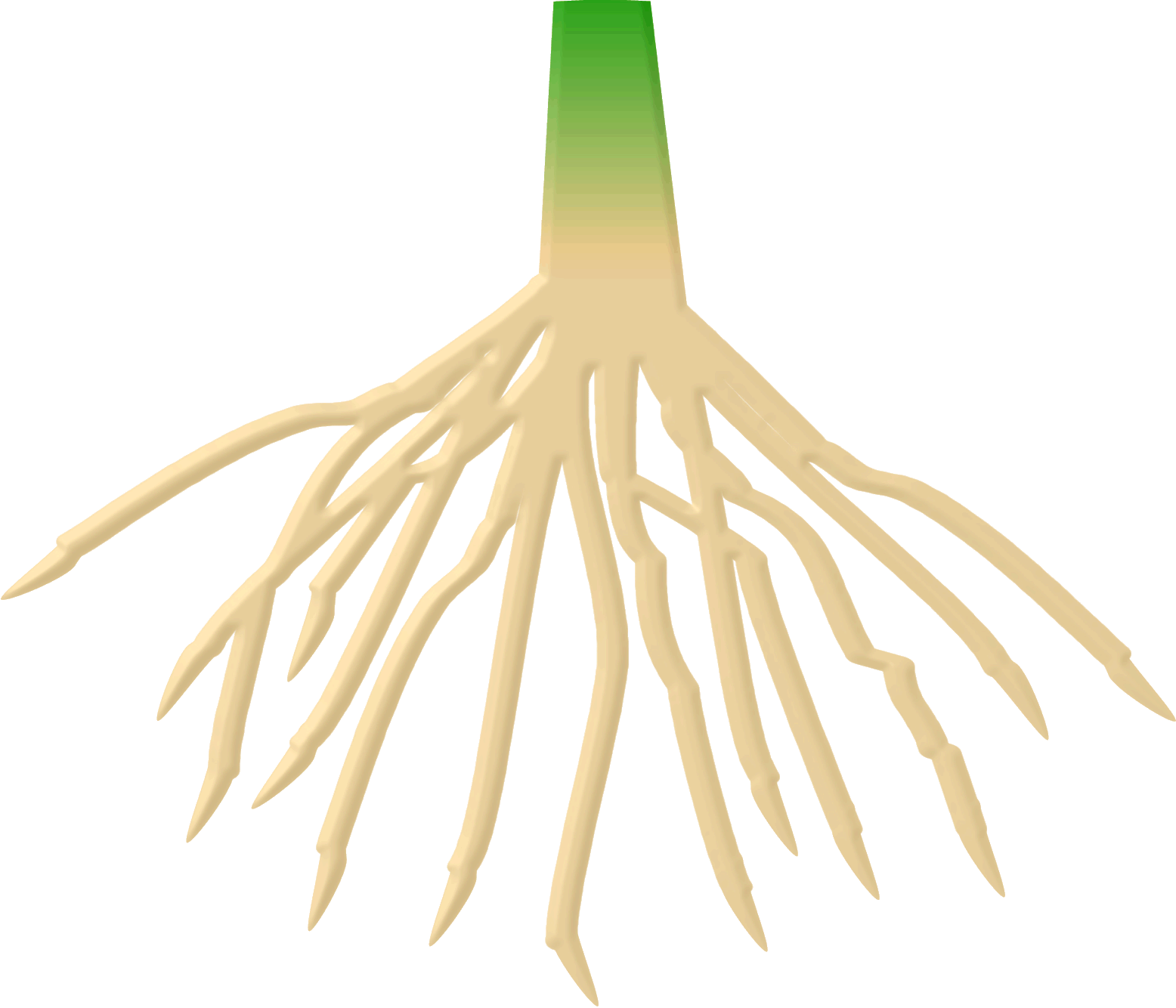 Flowers clipart root.  collection of plant