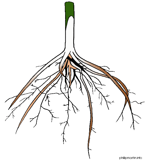 clipart flower root