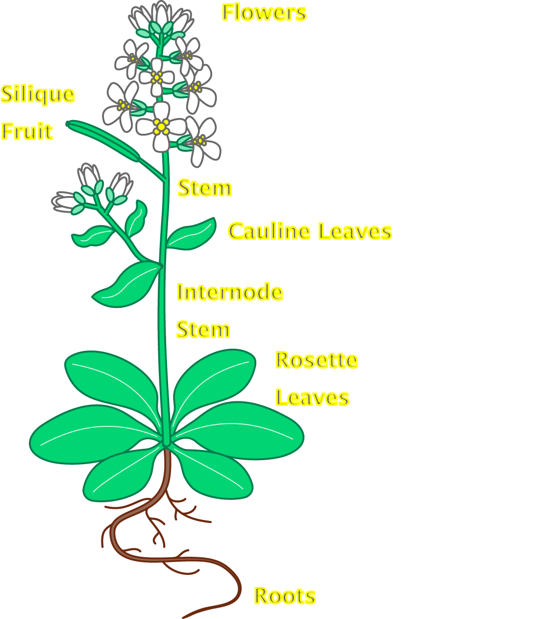 Flowers clipart root. Flower plant with roots