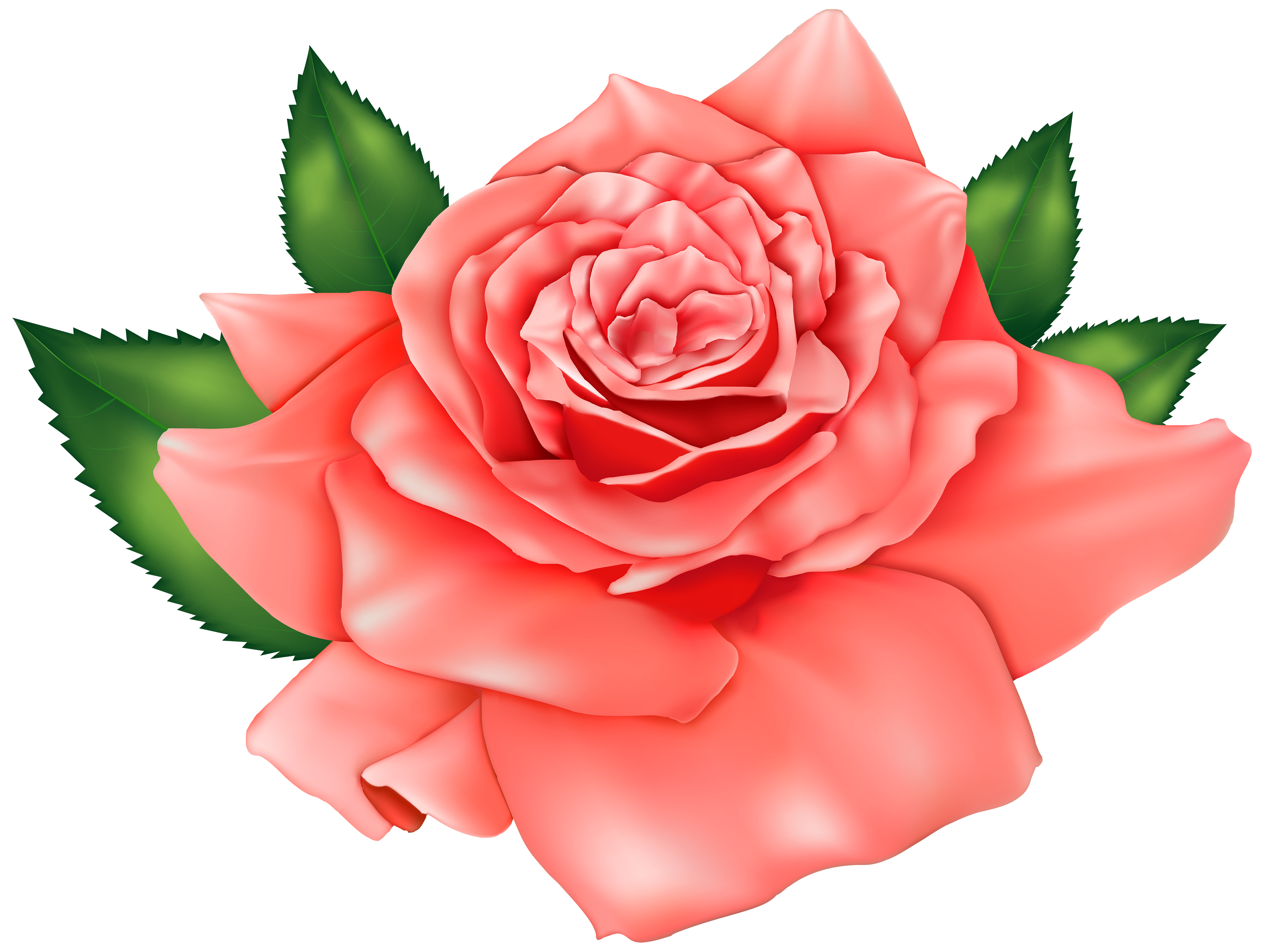 Orange rose png image. Clipart roses clip art