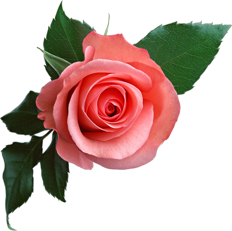 flower clipart rose