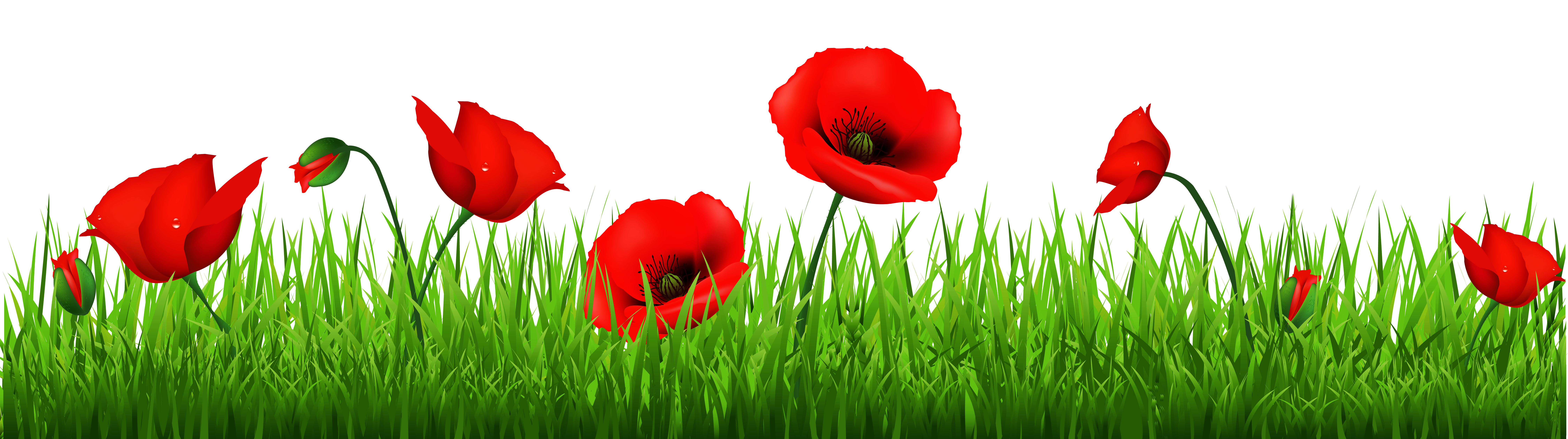 collection of poppy. Clipart hammer border