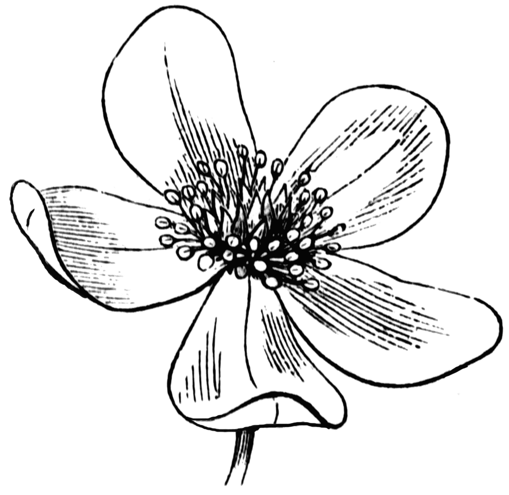 clipart flowers sketch