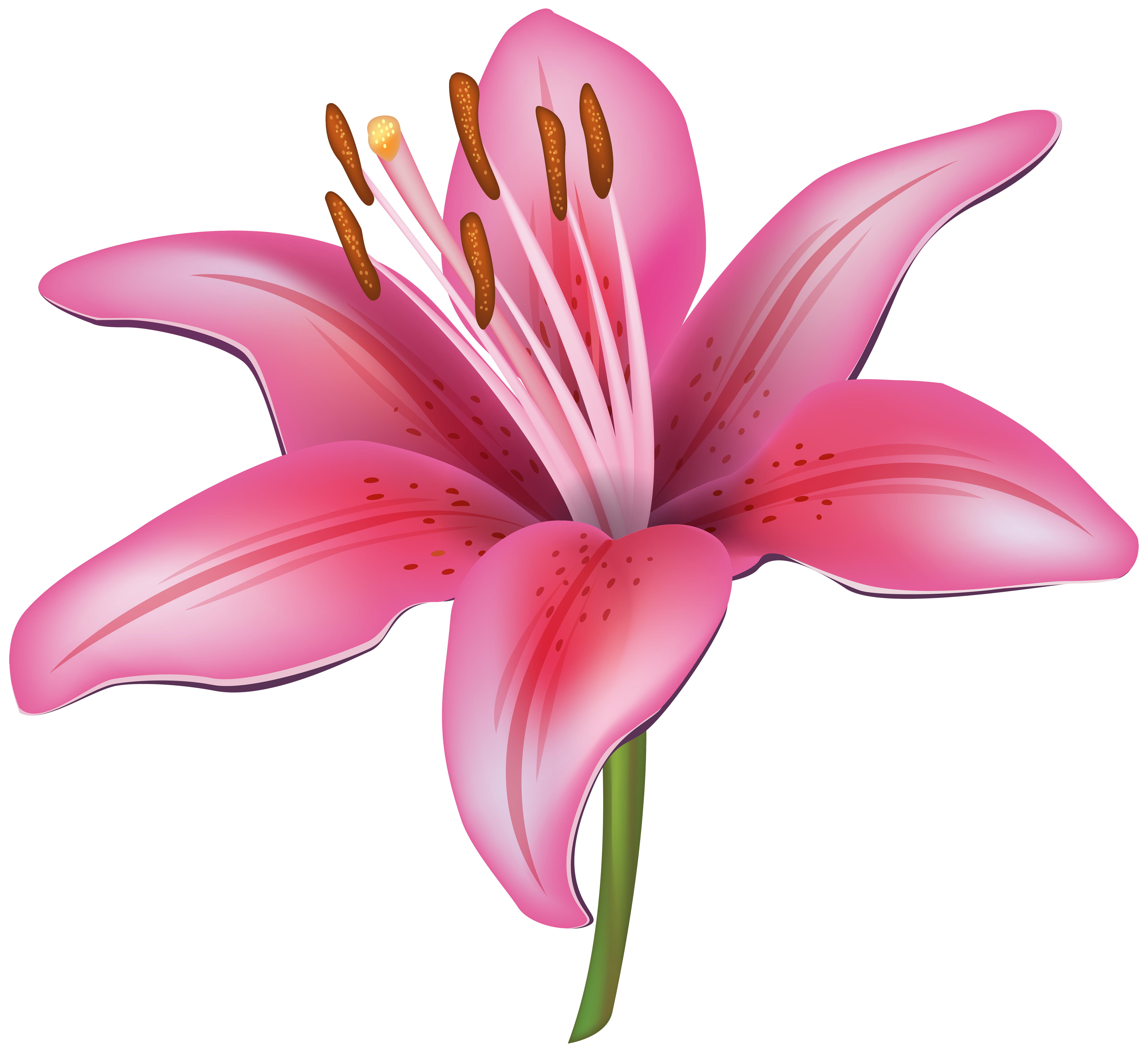 Lily flower png. Pink clipart image gallery