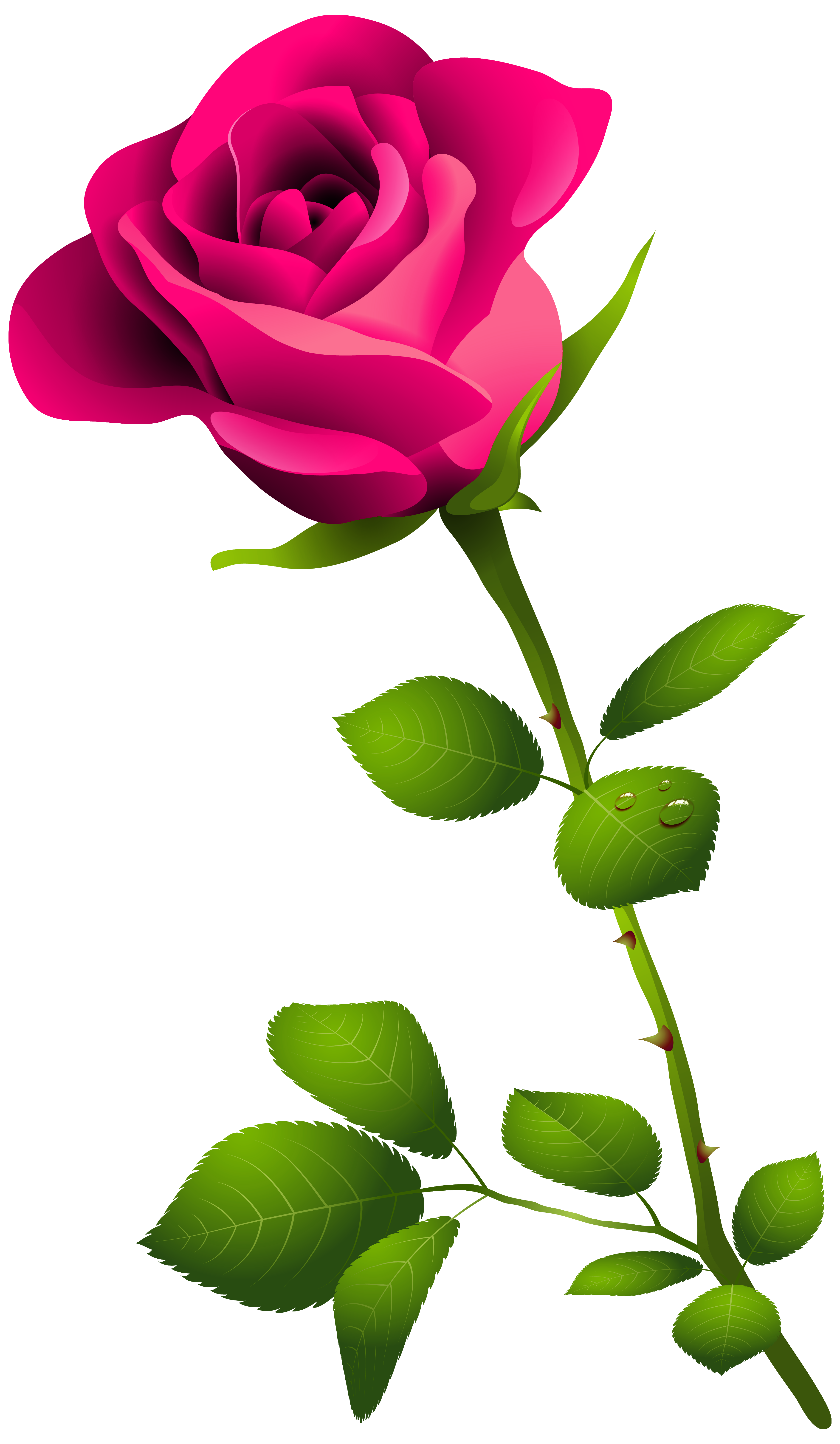 Pink rose with stem. Flowers clipart stems