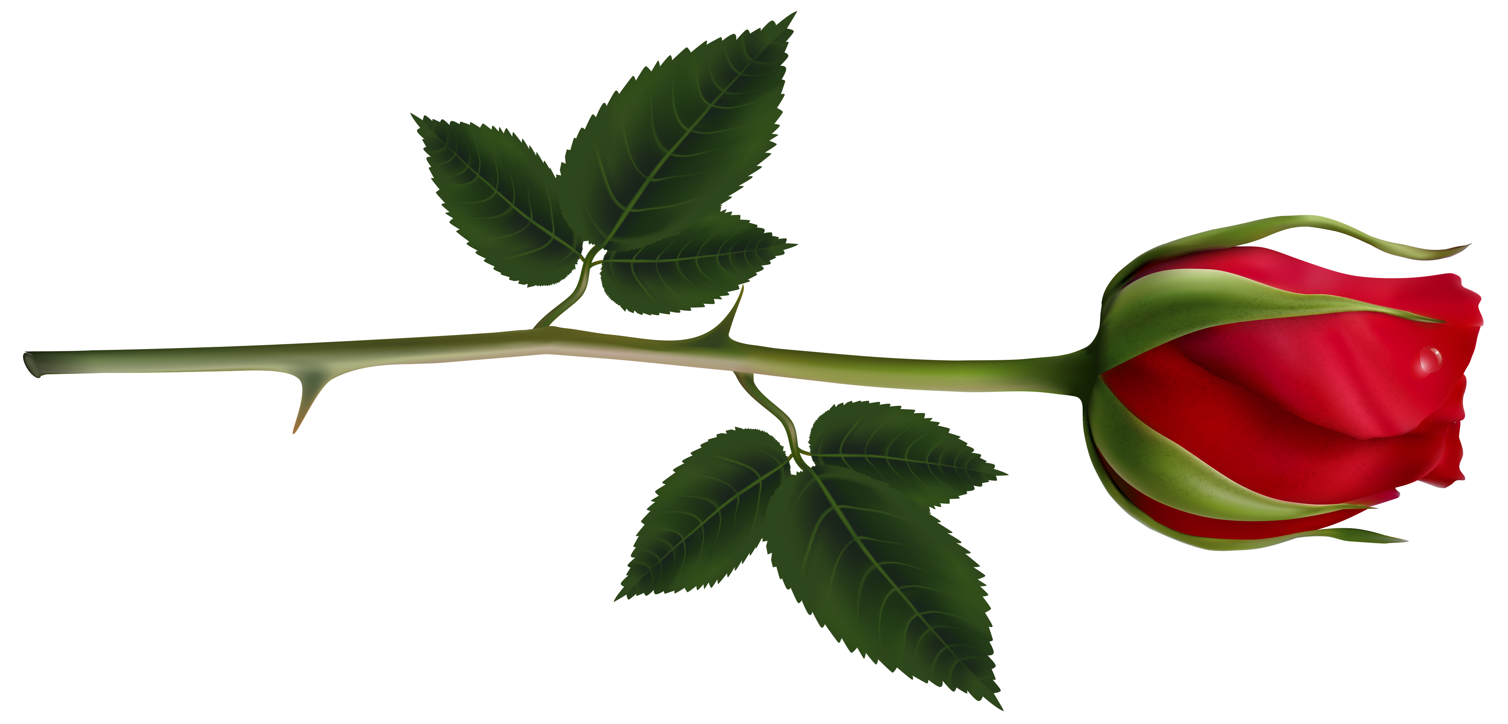 Clipart rose branch. Red steam png image