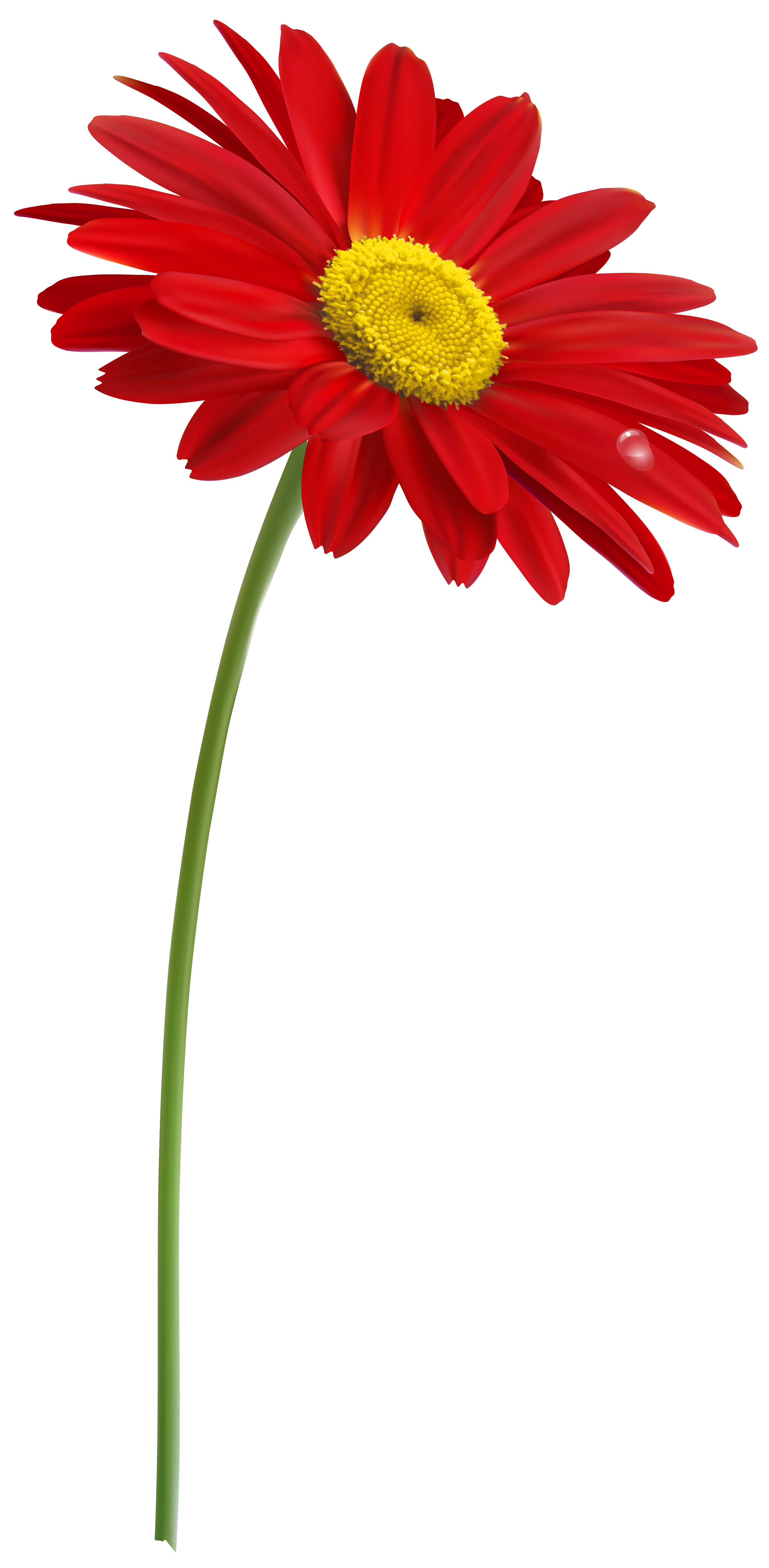 Red gerber with stem. Flowers clipart stems
