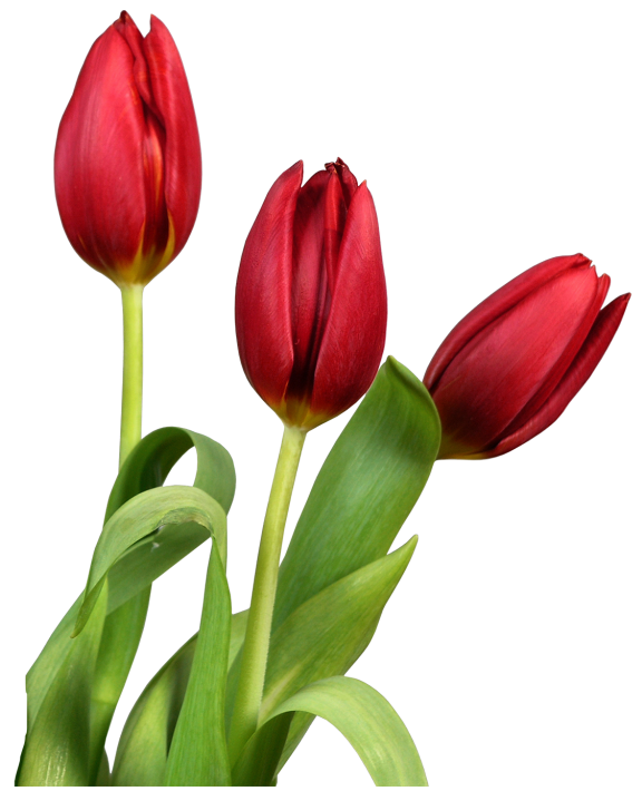 Red transparent tulips flowers. Flower clipart tulip