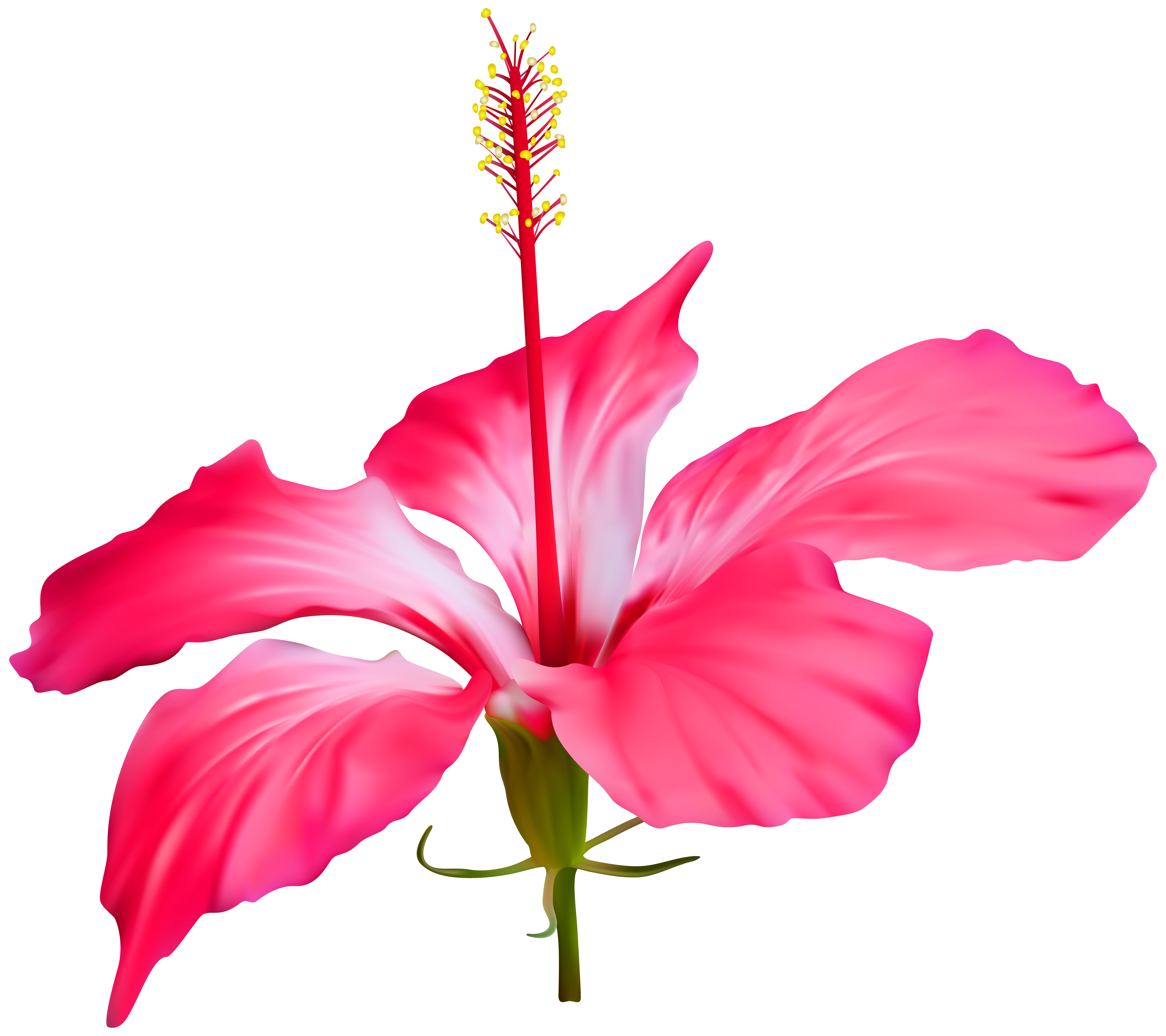 Hawaiian flower png. Hibiscus transparent clip art
