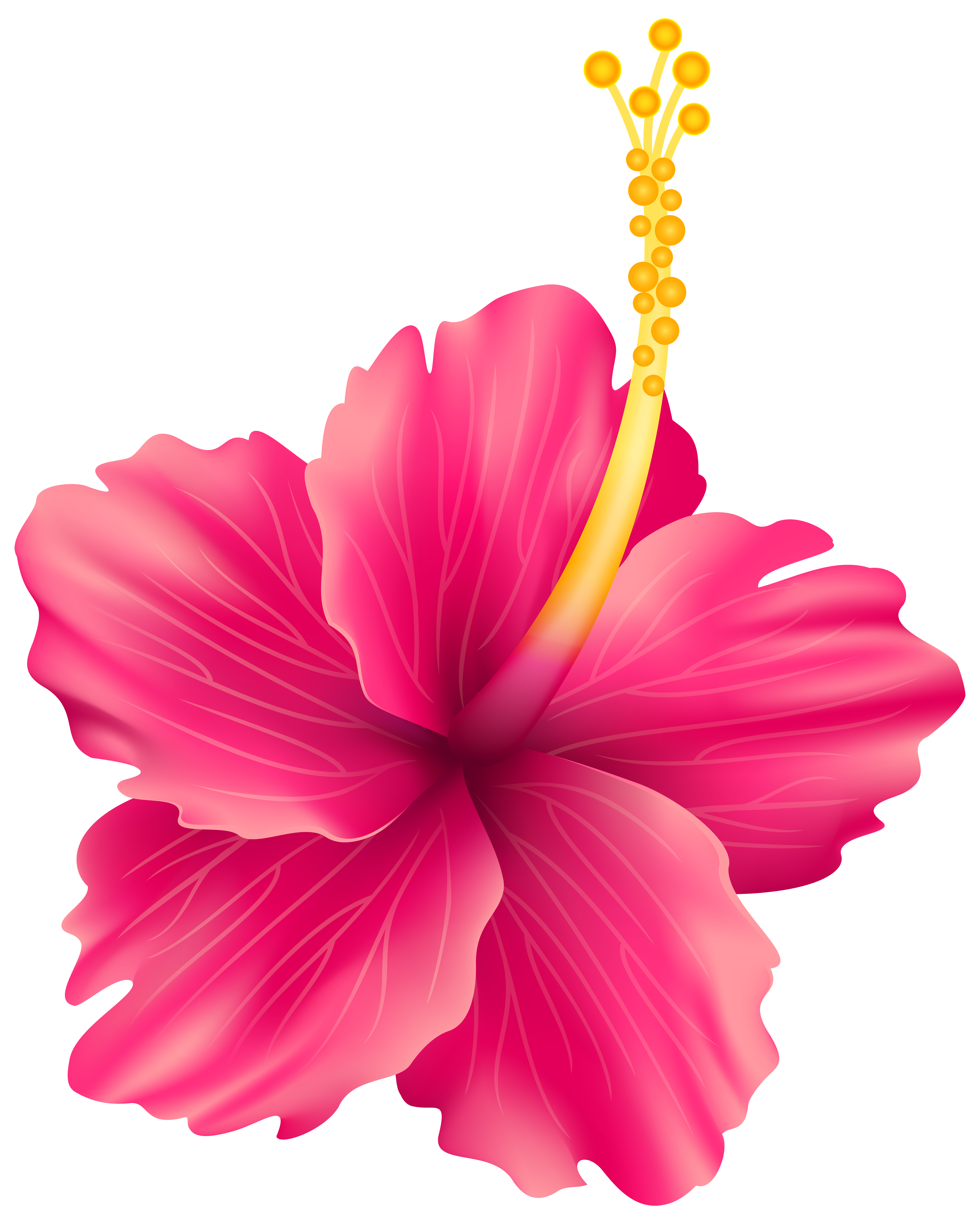 Flower png transparent. Pink exotic clip art
