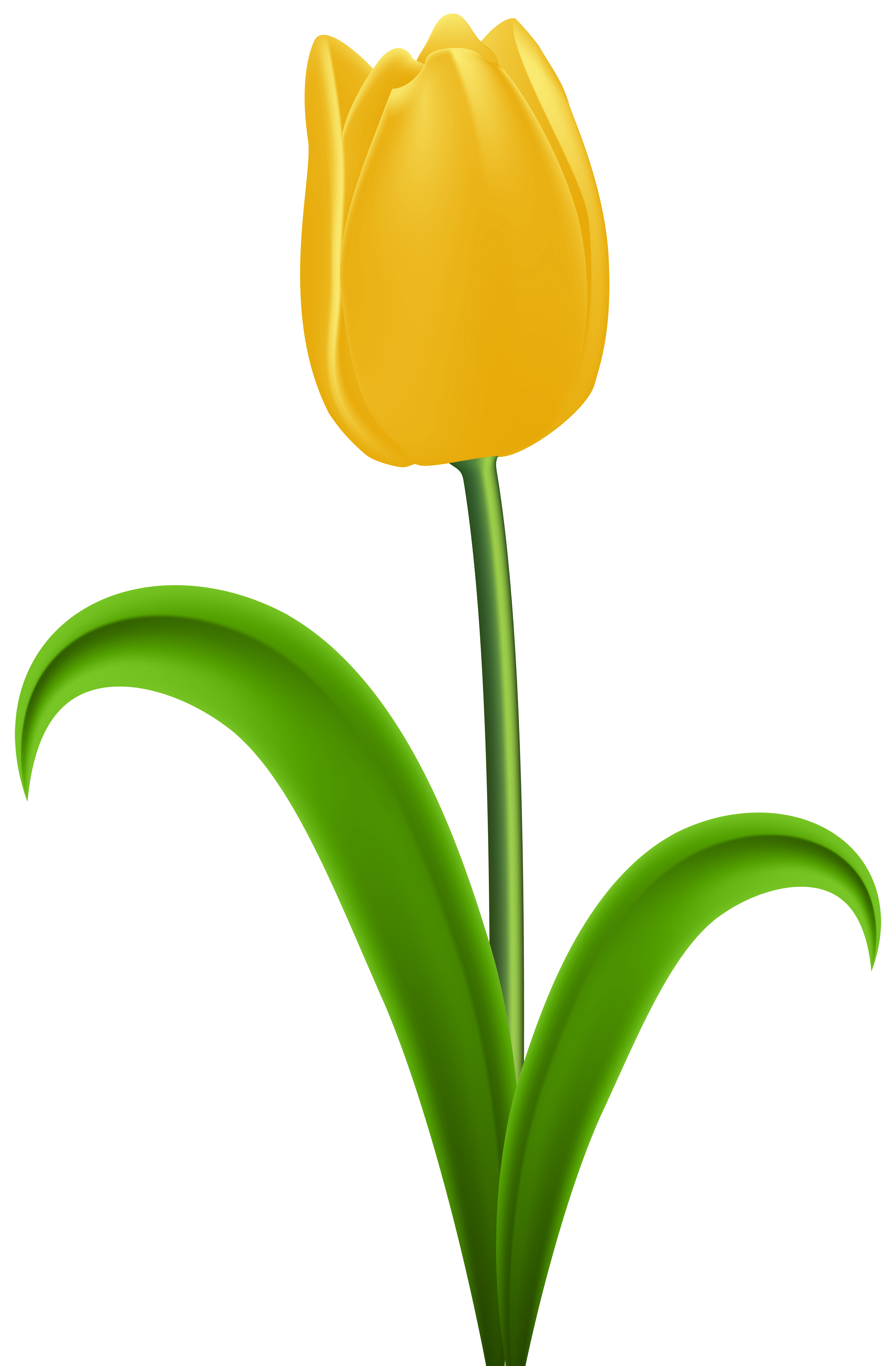 Flower clipart tulip. Yellow transparent png clip