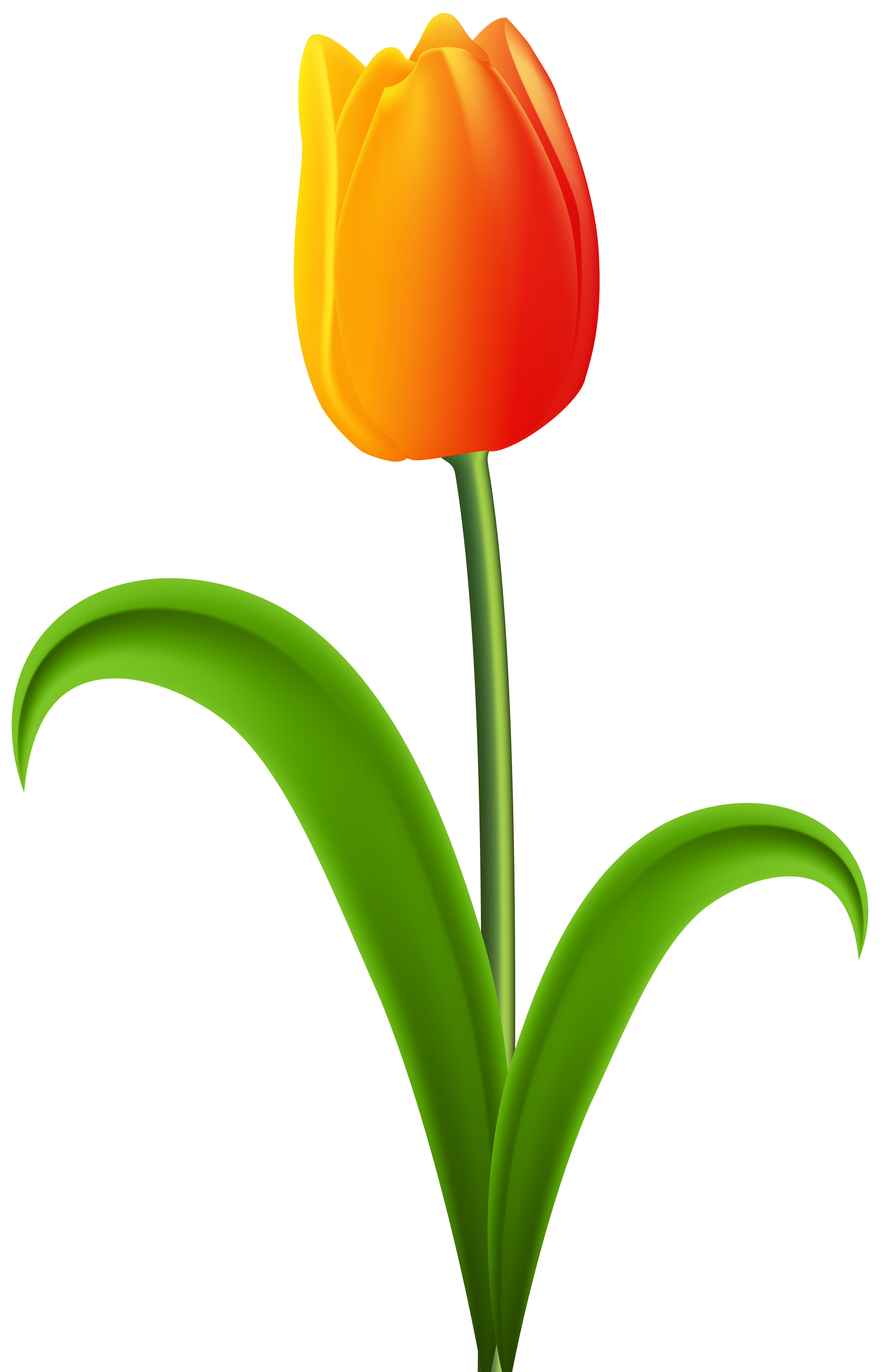 Clipart flowers tulip. Beautiful transparent png clip
