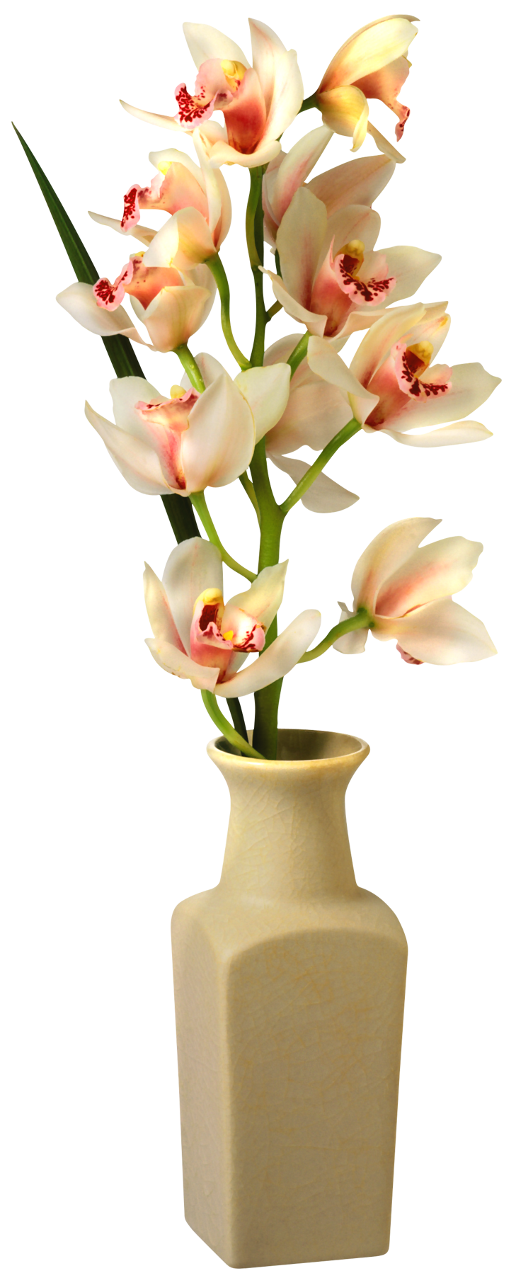 Peony clipart vase. Orchid in png clip