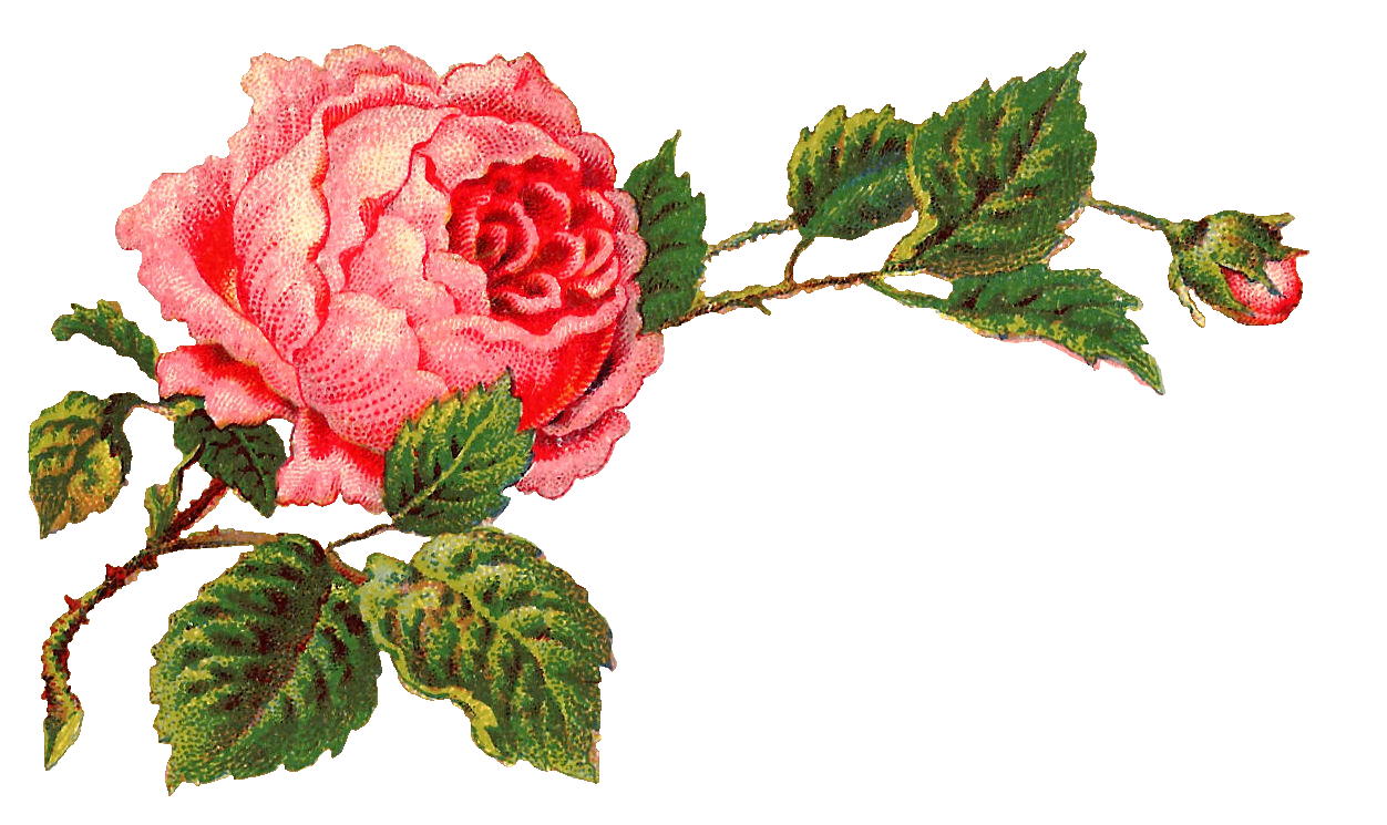 June clipart rose. Antique images free digital