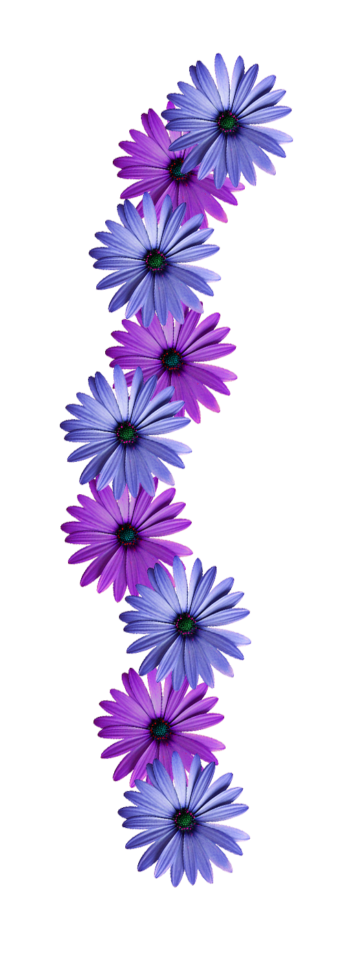 Flower png by theartist. Daisies clipart vine