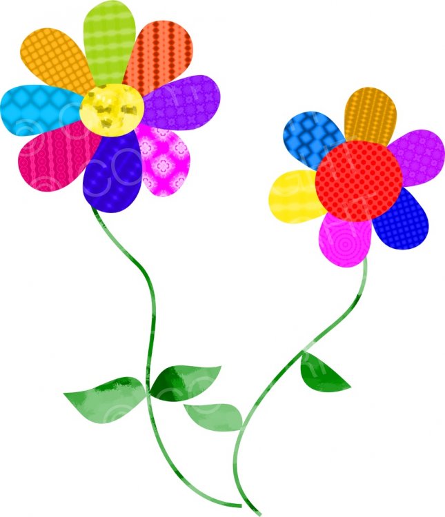 daisy clipart colourful flower