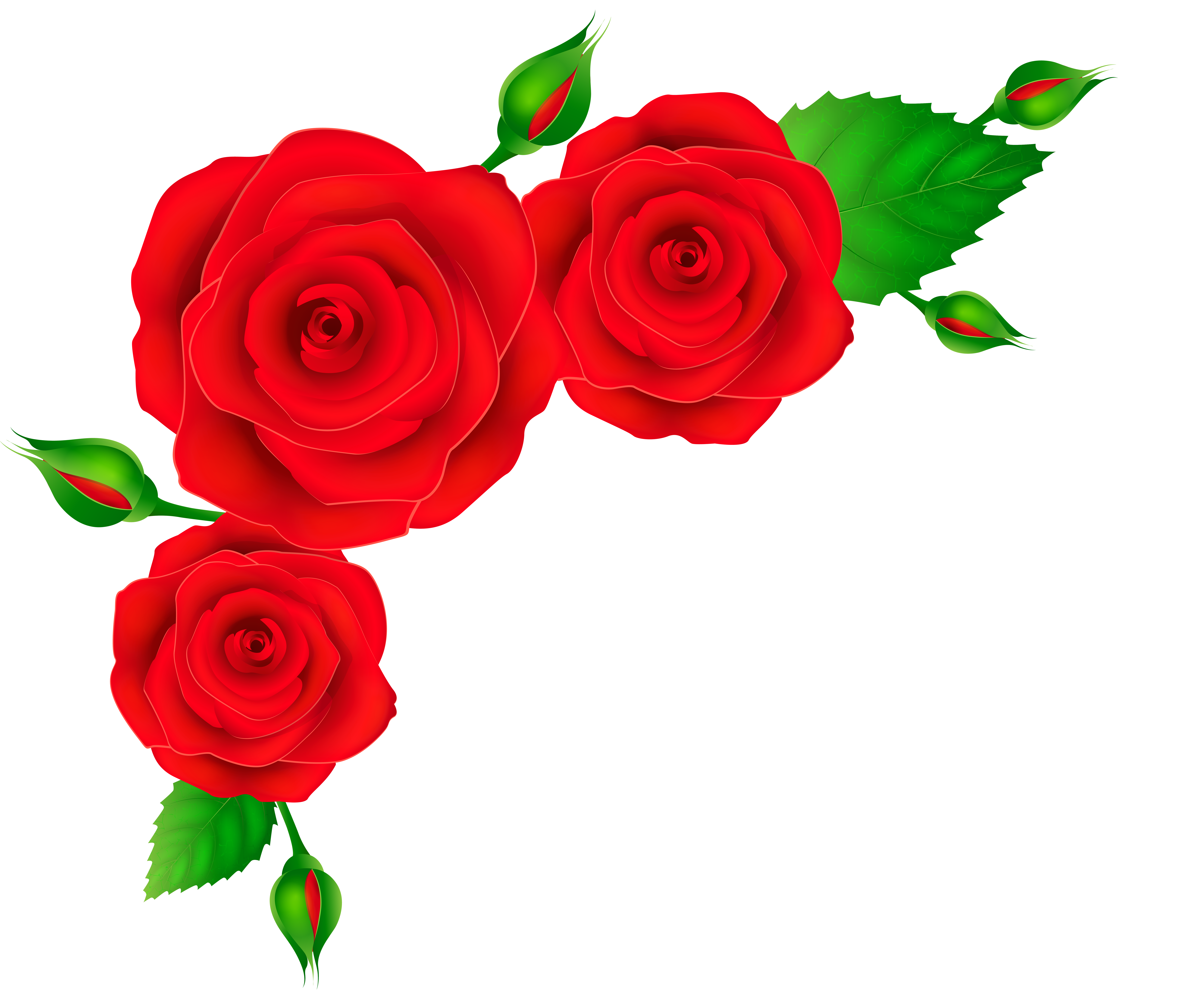Engagement clipart rose. Red roses corner transparent