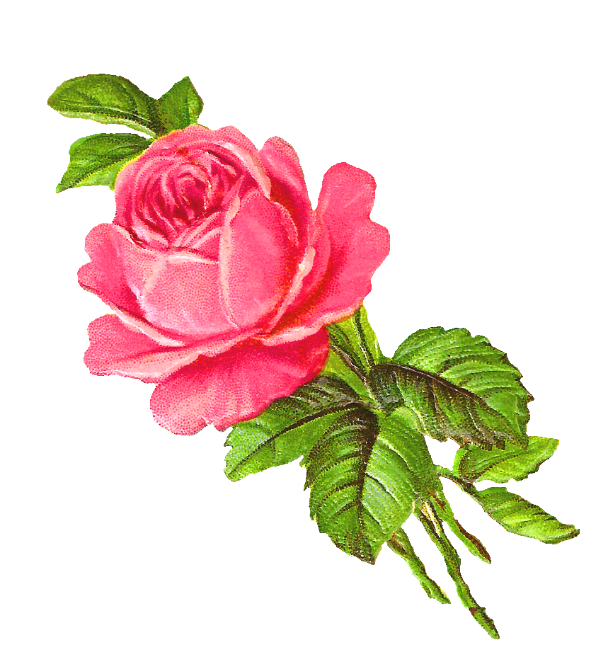 clipart rose illustration