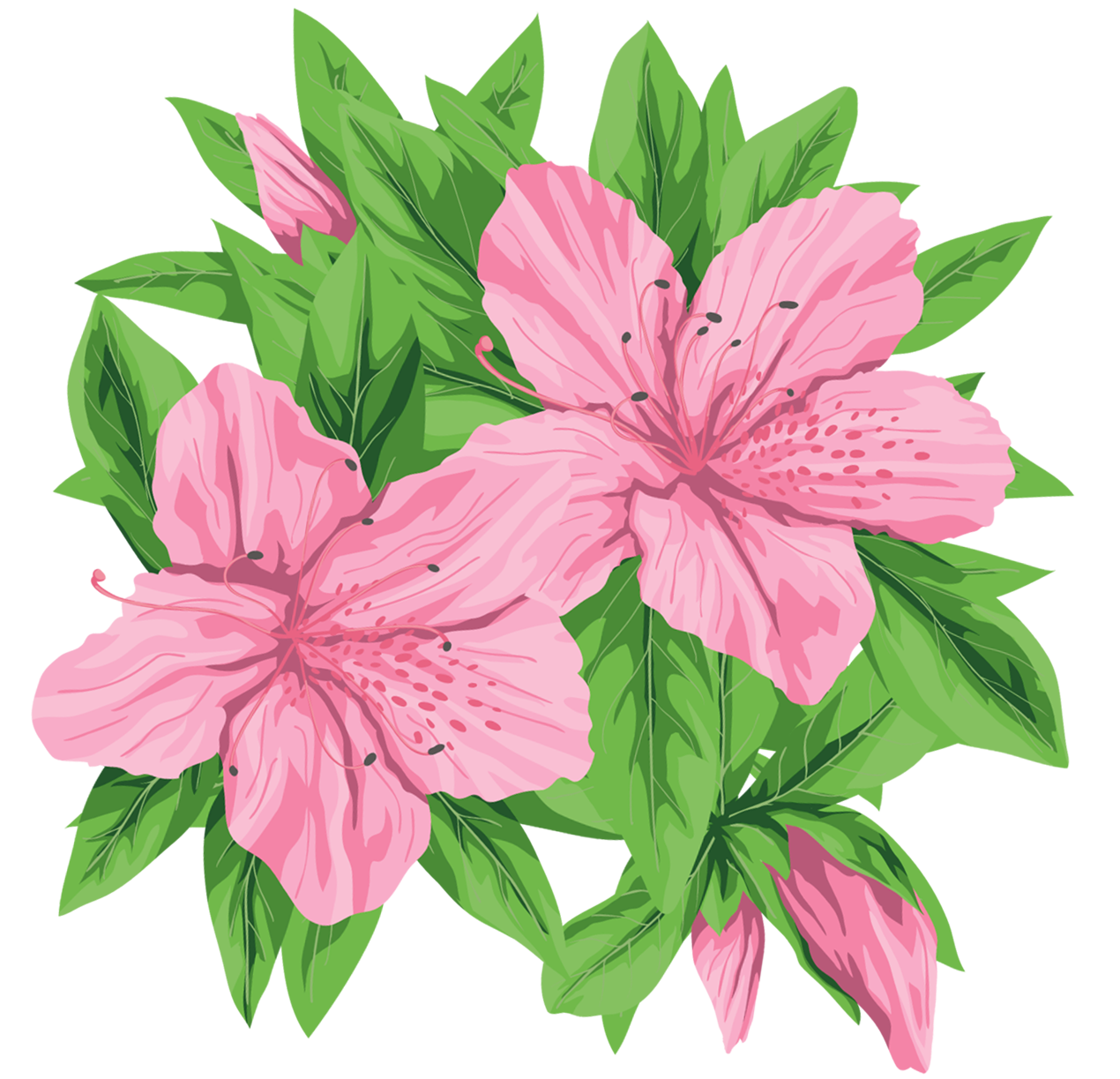 Daffodil clipart cancer. Pink flowers png clip