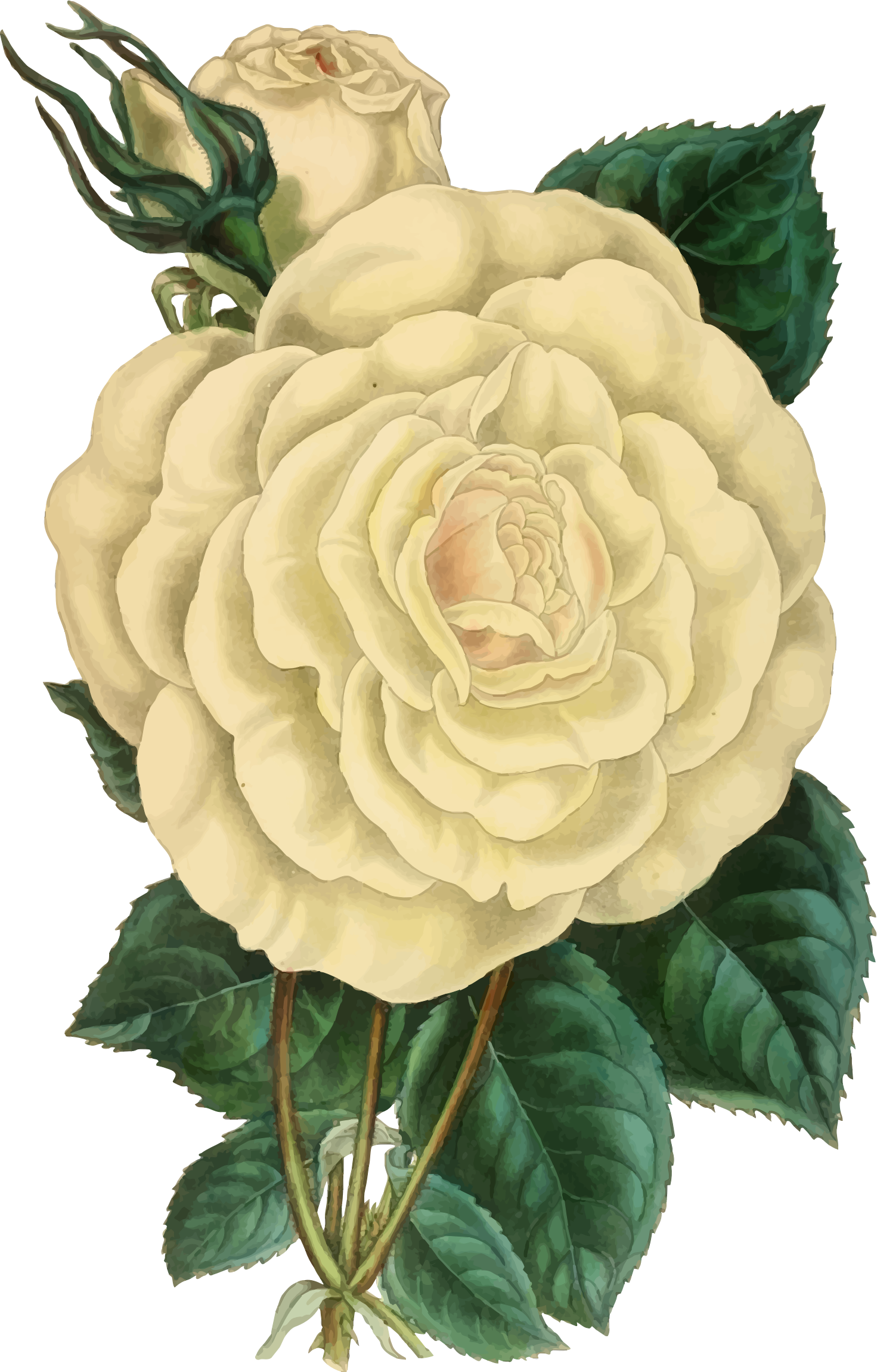 Vintage rose big image. Clipart roses illustration